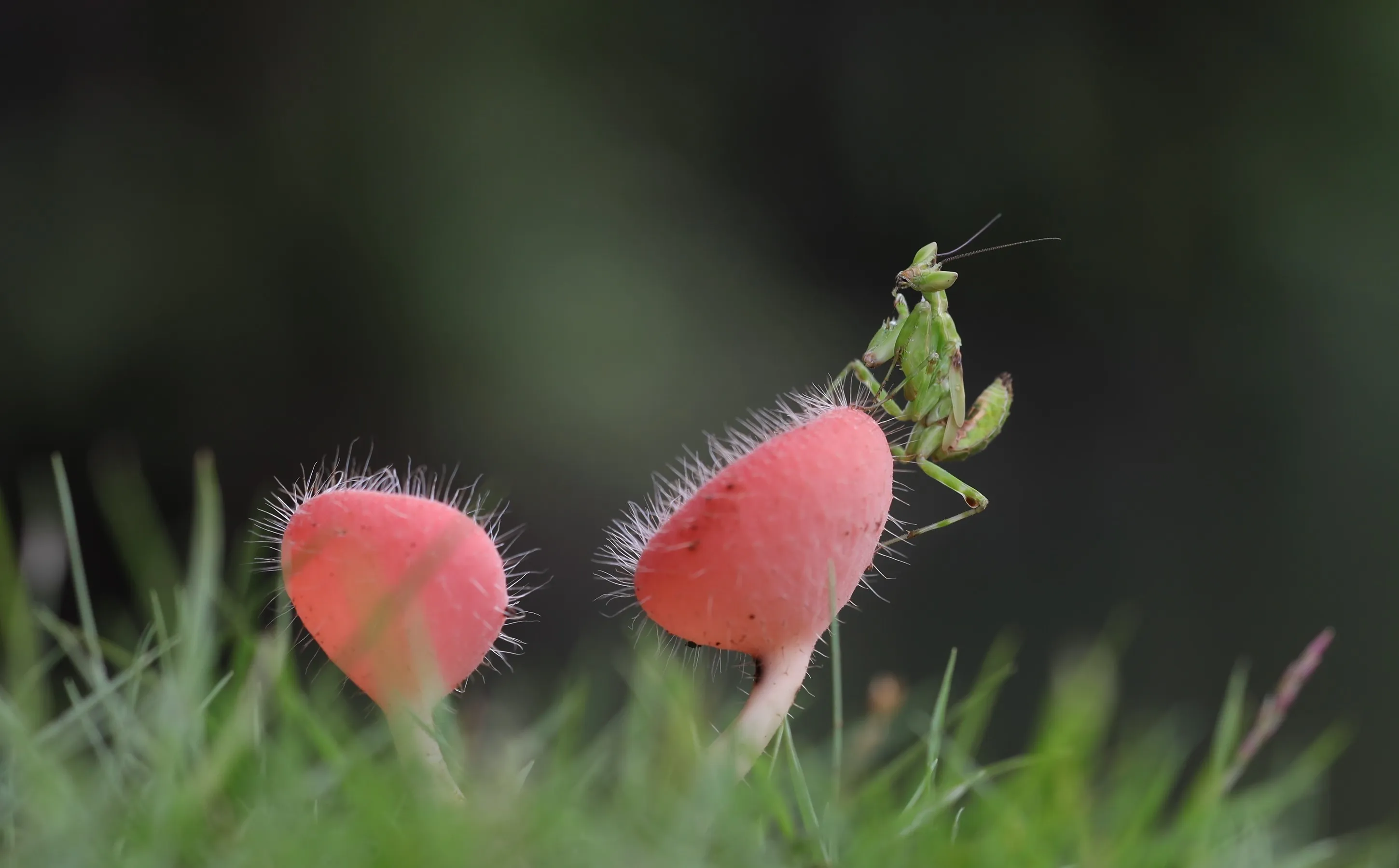 One Mantis (in colour)