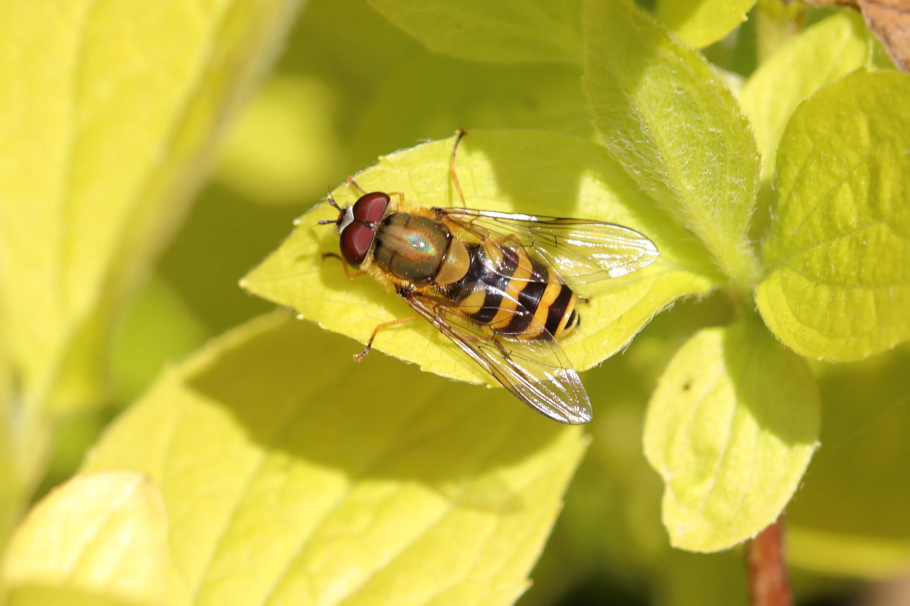 Hoverflies