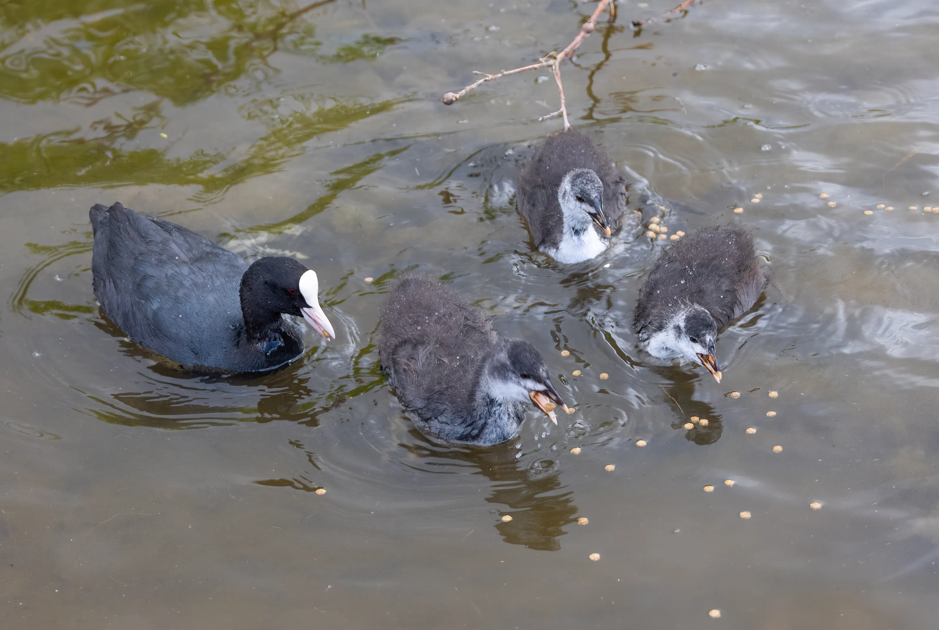 Inland Waterbirds in the Wild (no seabirds)