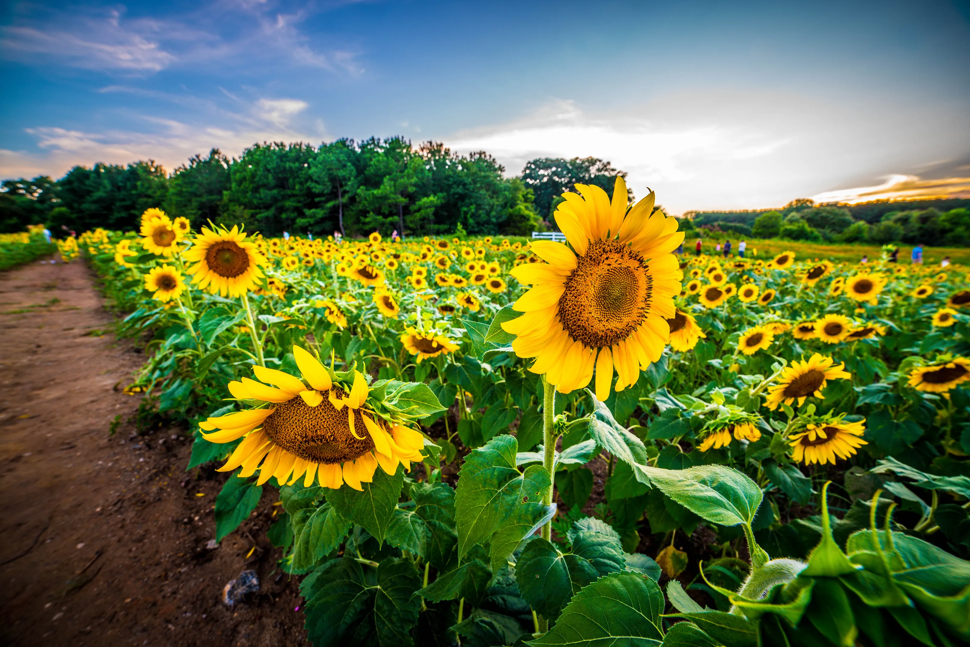 Fields of Sunflowers (no people)