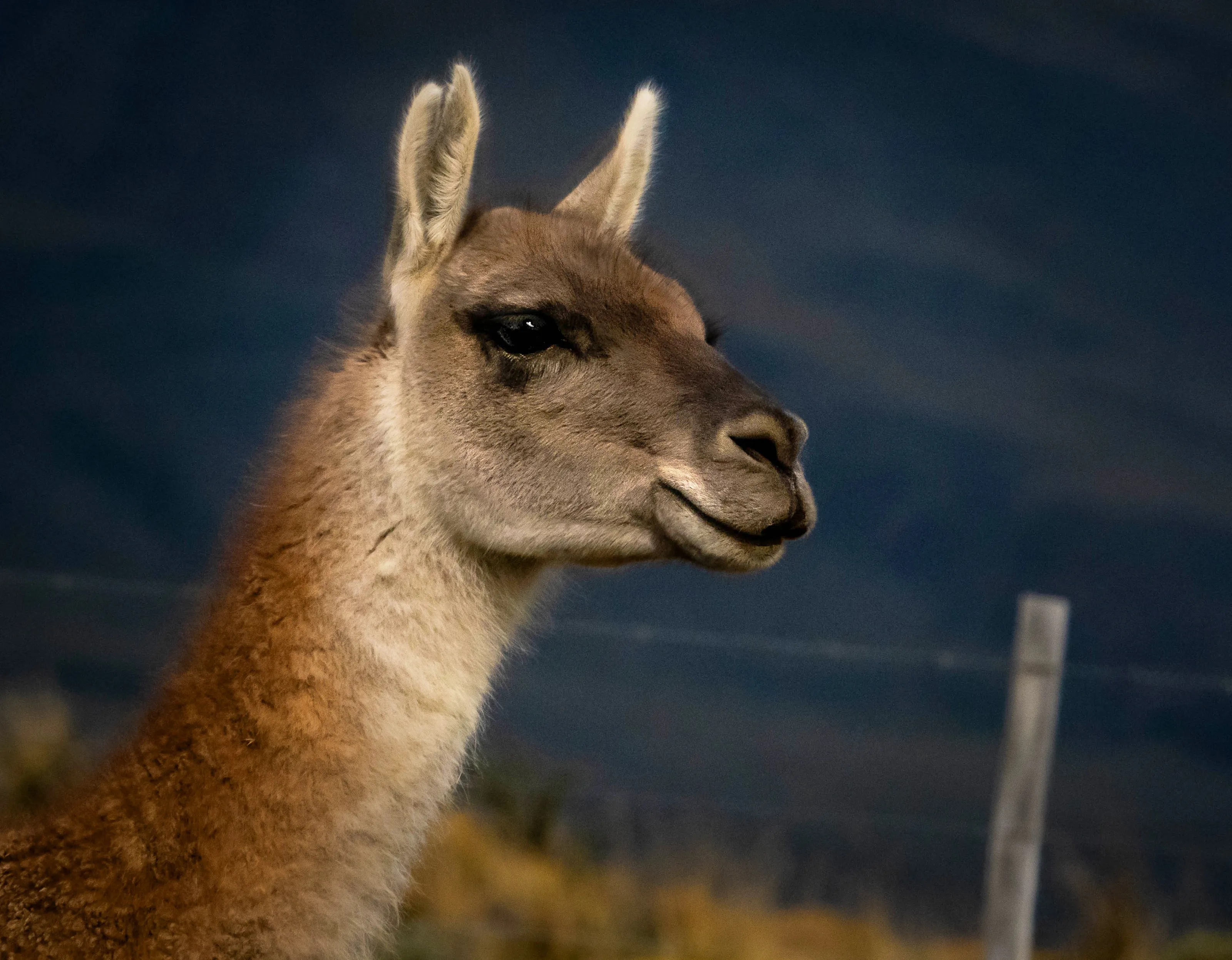 Animals of South America