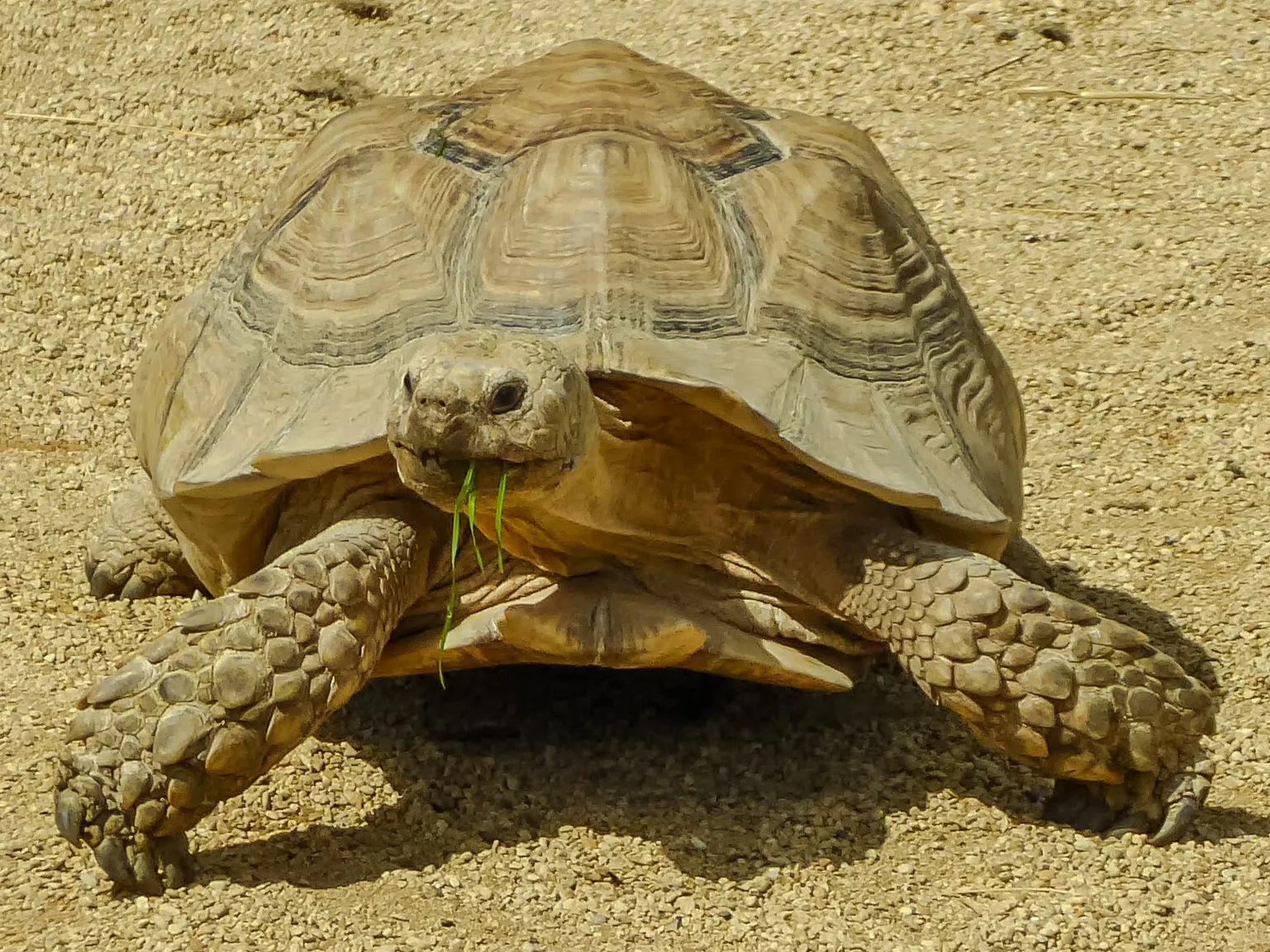 Tortoises
