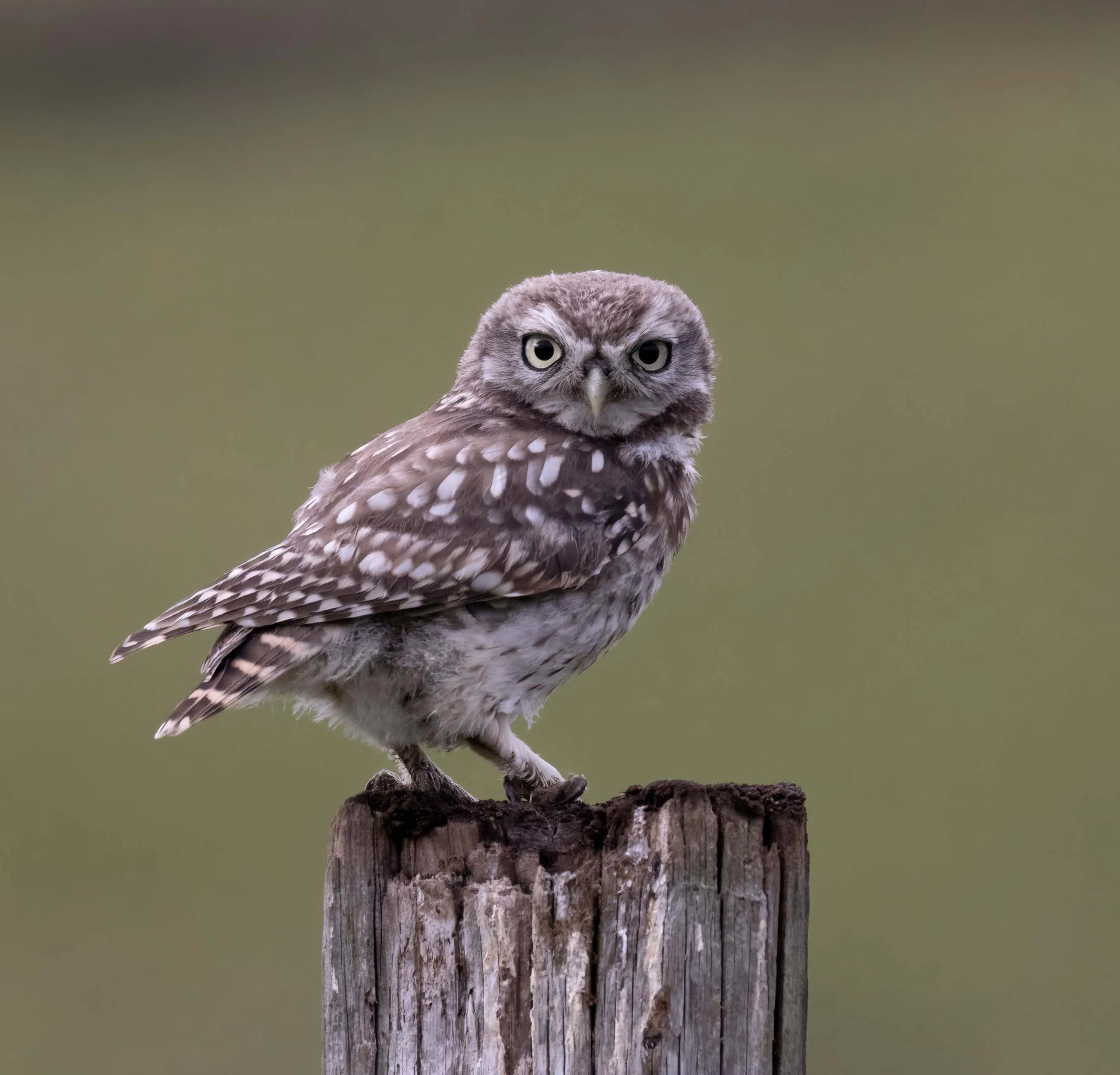 Owls (no other birds or animals)