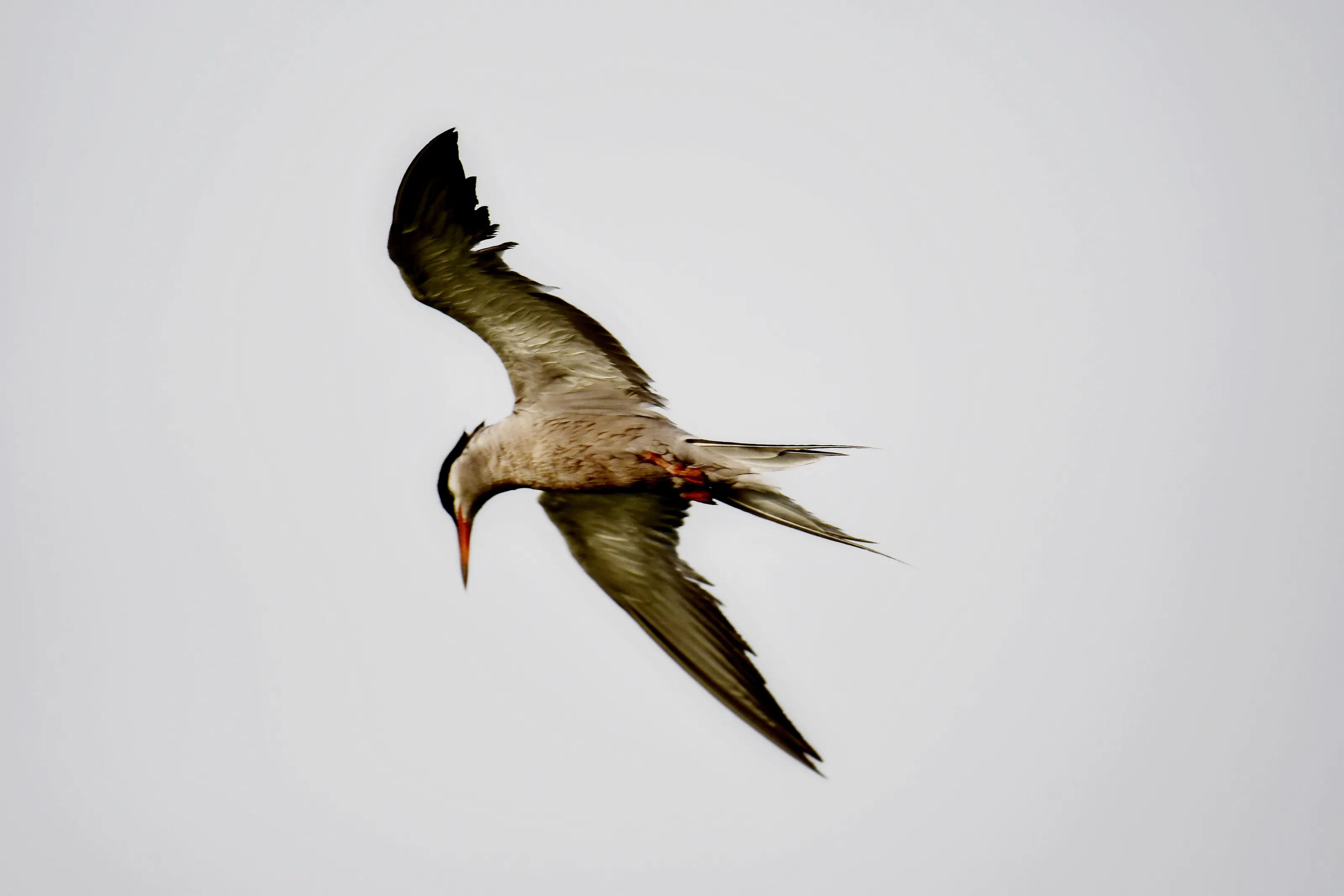 Birds in Flight