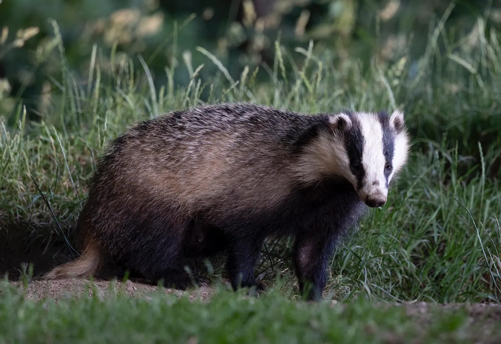 Badgers