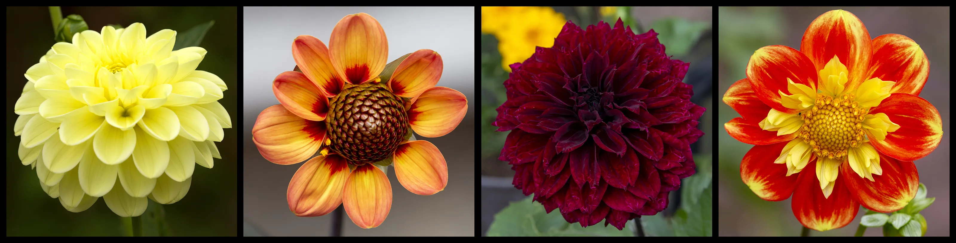 Dahlias in Colour