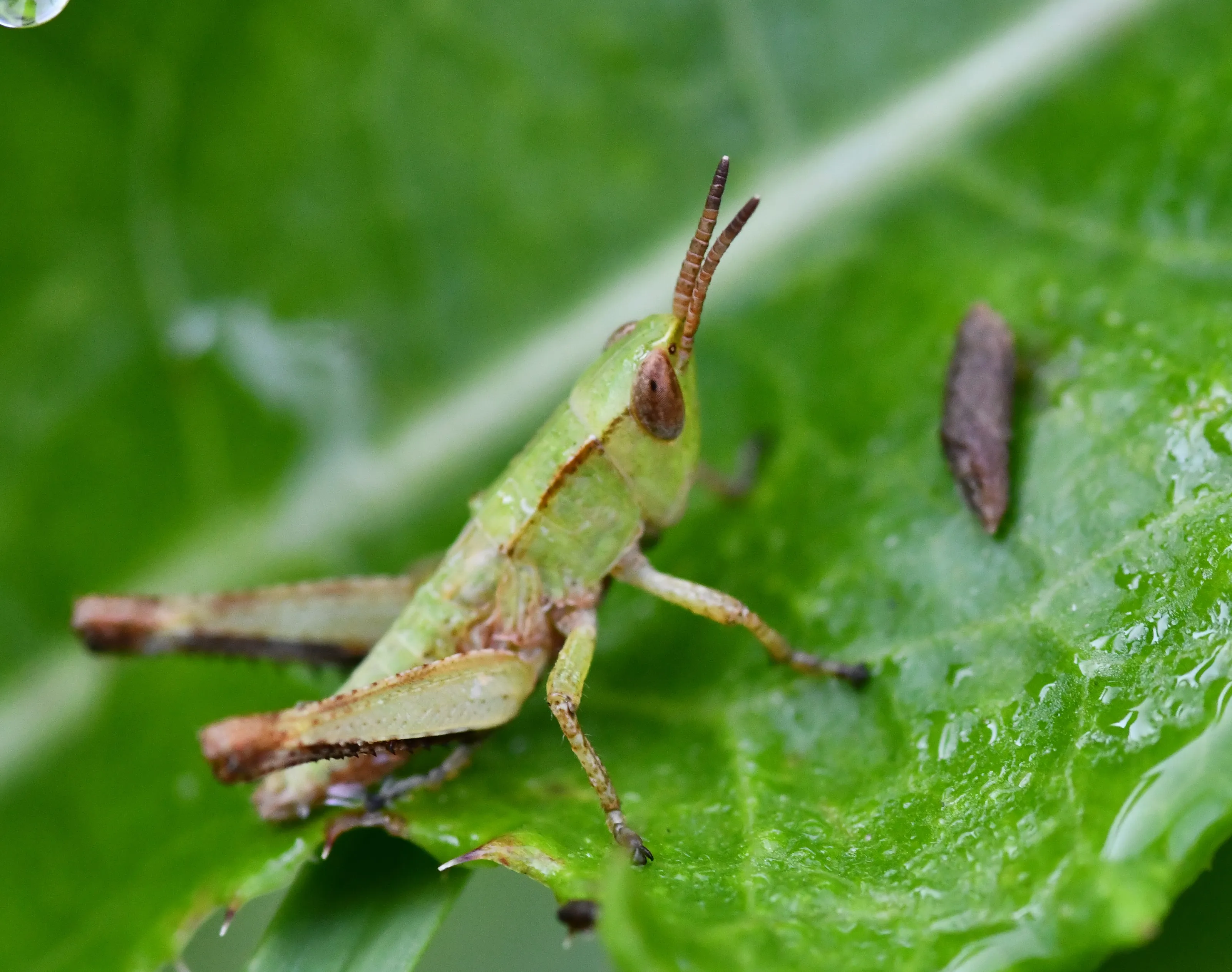 Camouflaged Insects (in colour)