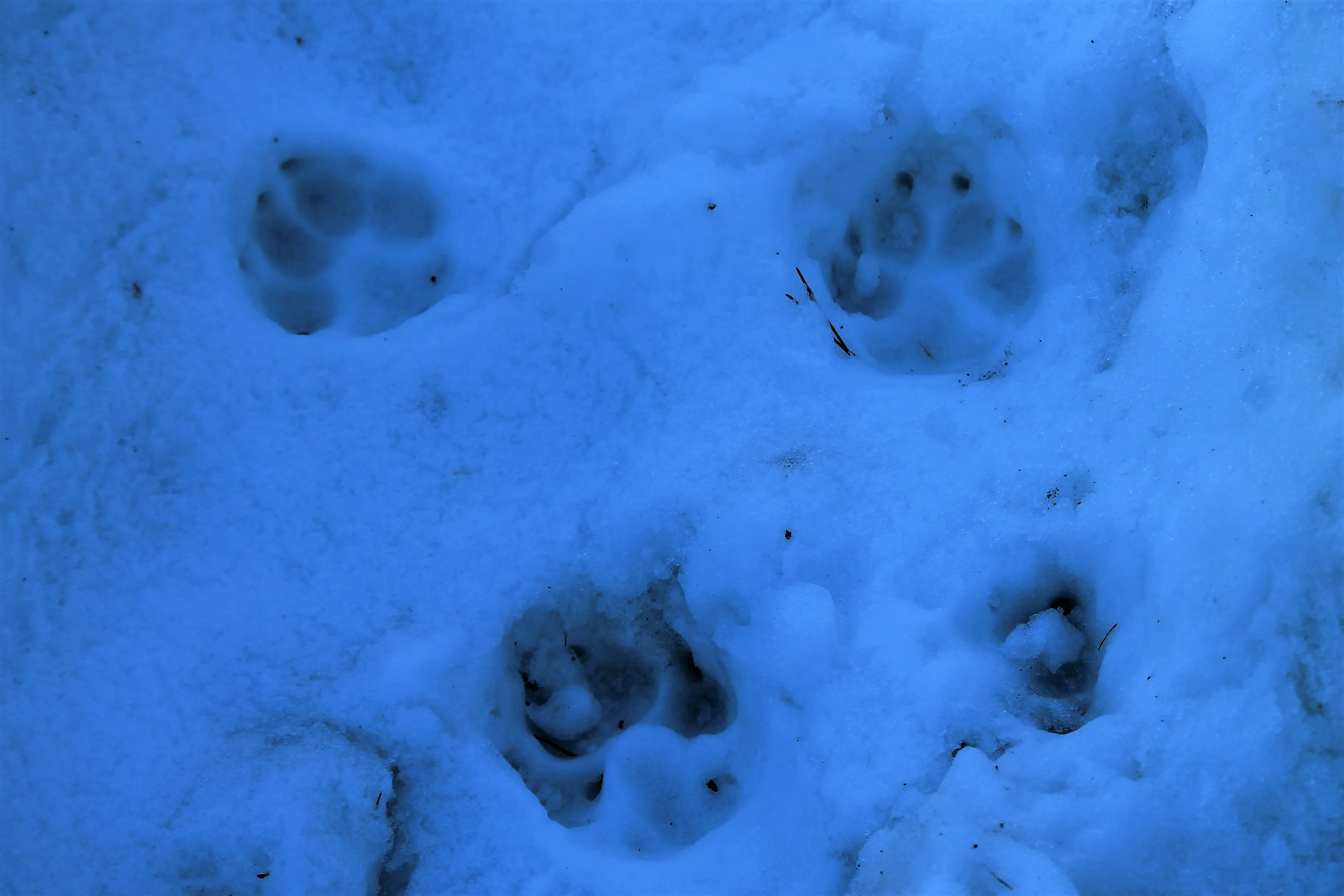 Animal Tracks