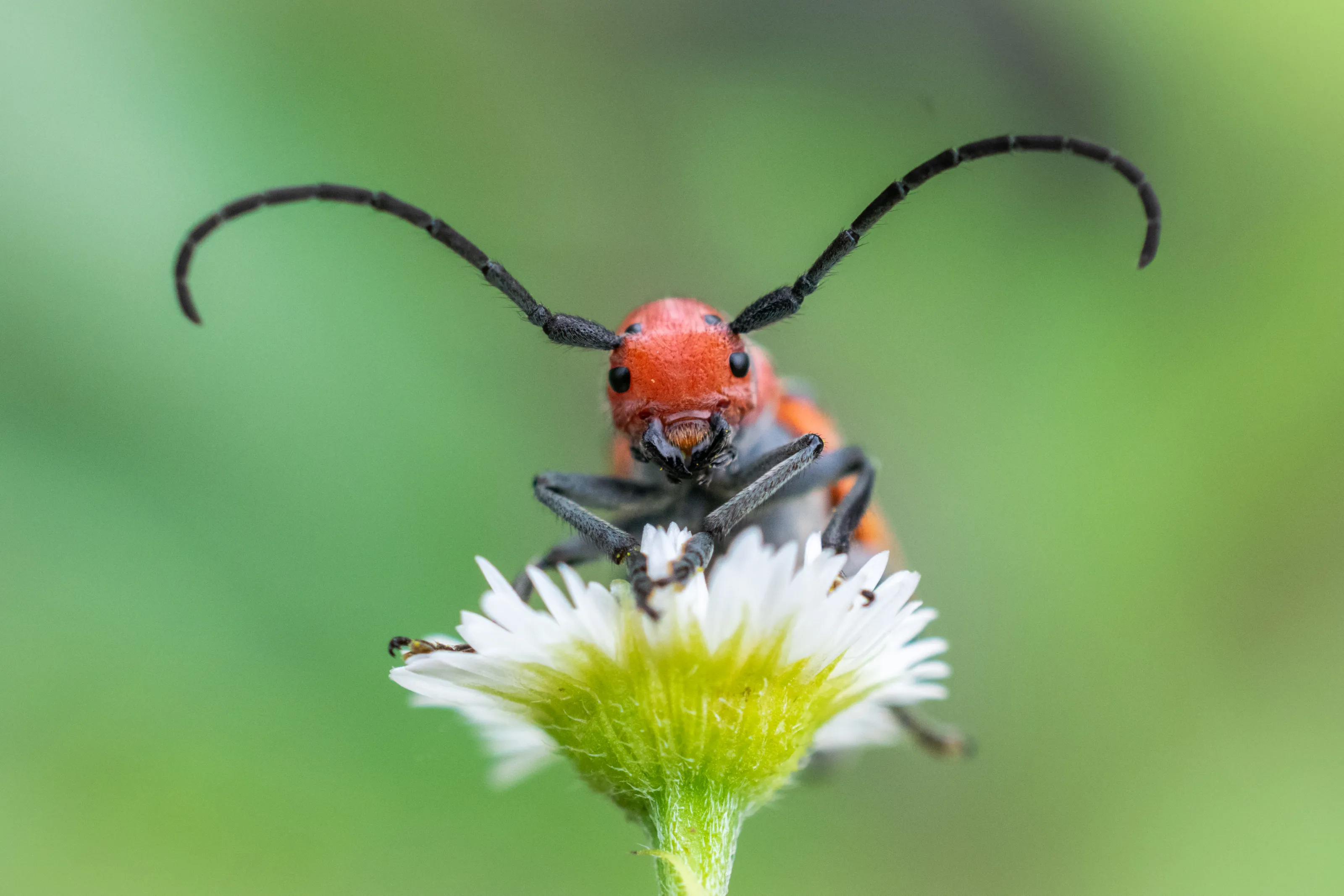 Insects Full-Face from the Front