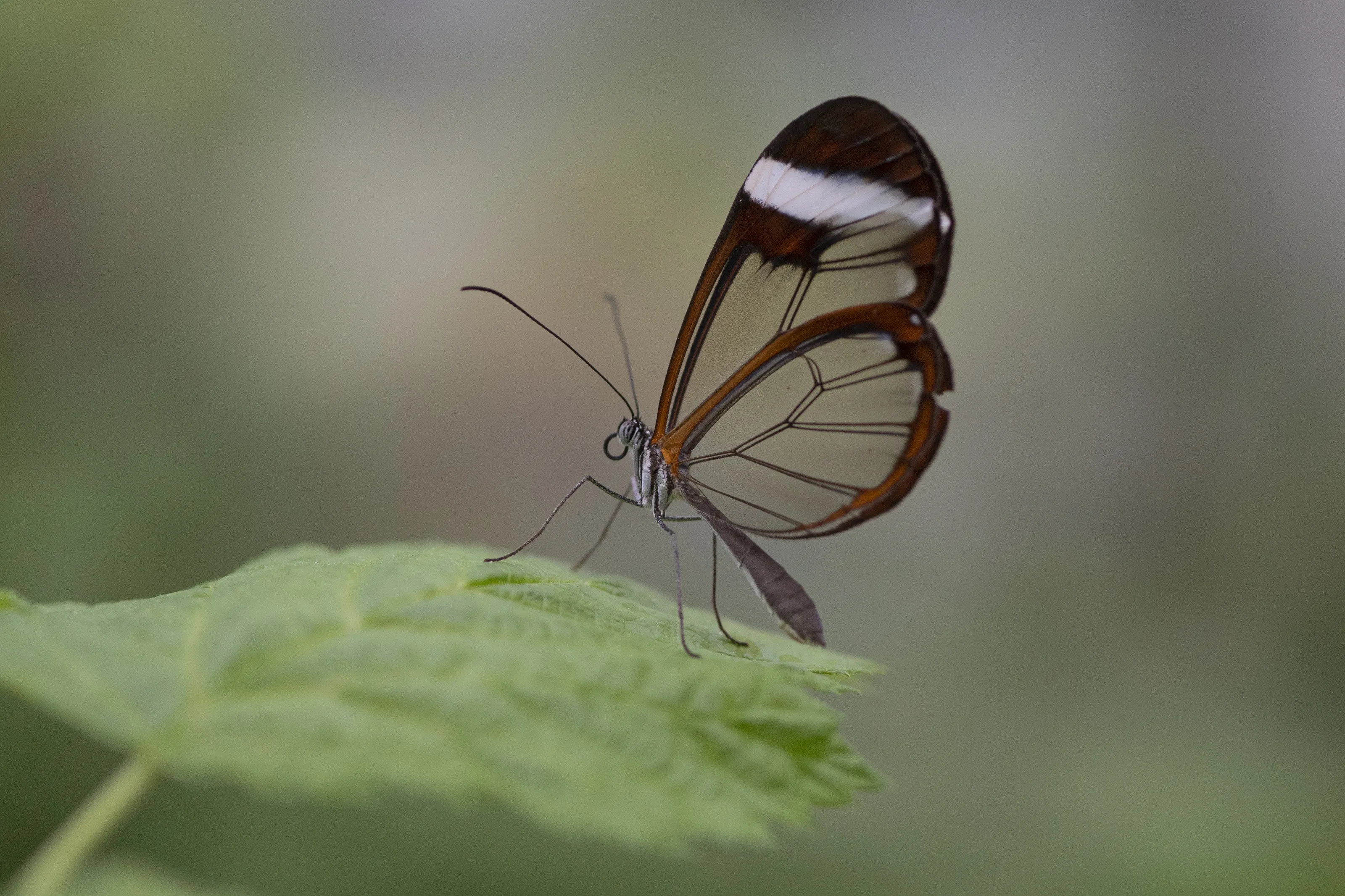 Butterflies and Moths on Leaves (in colour)