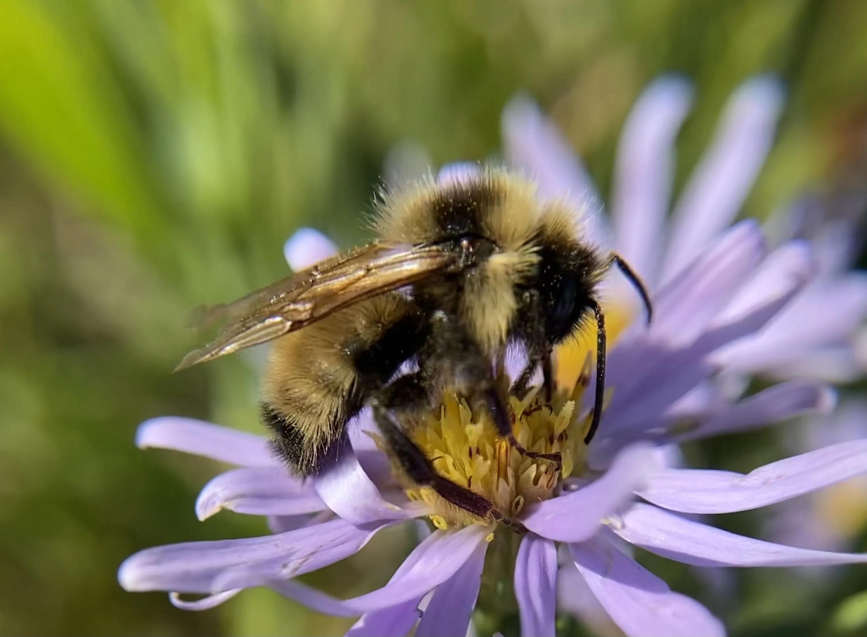 Bees and Wasps