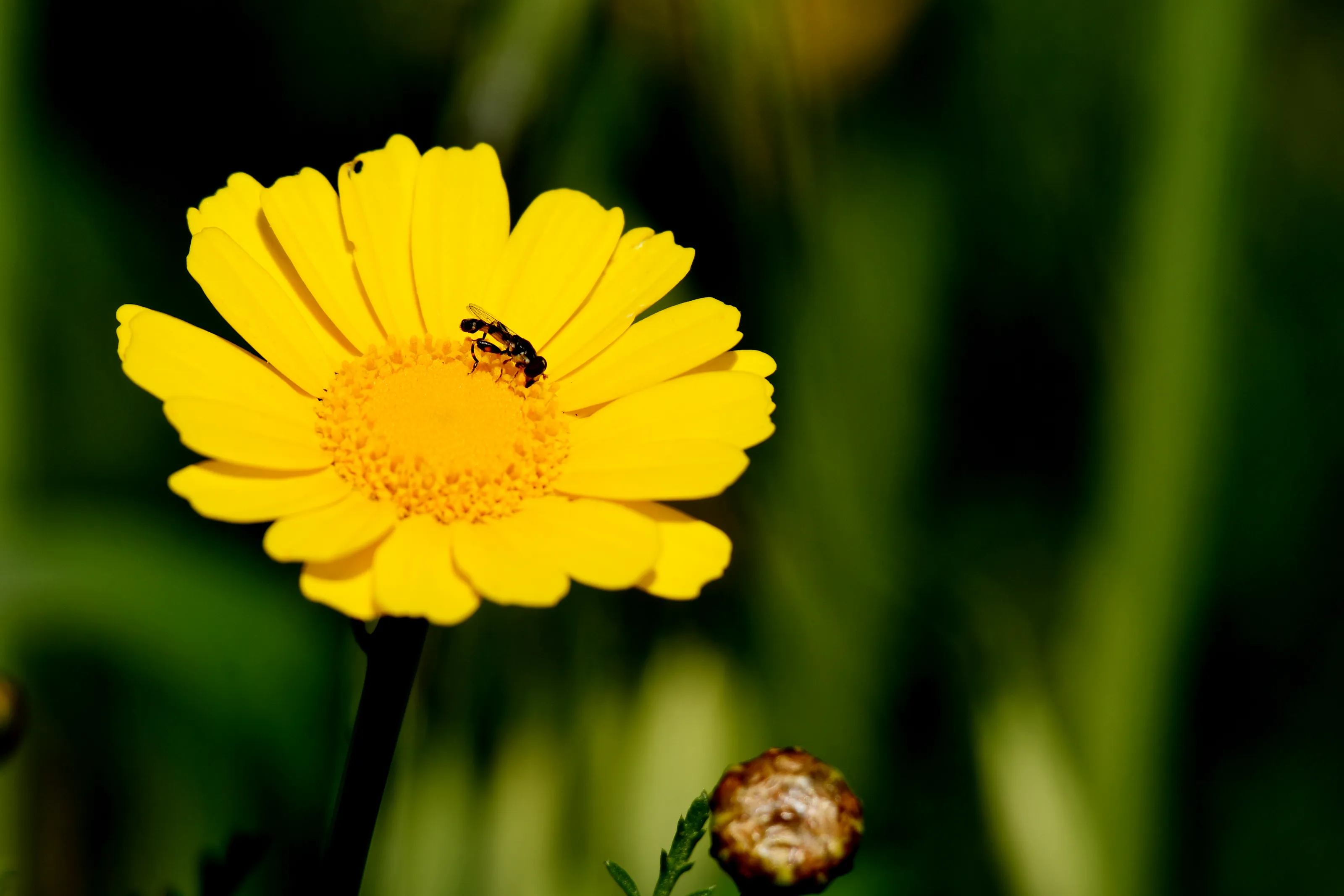 Shallow Depth of Field