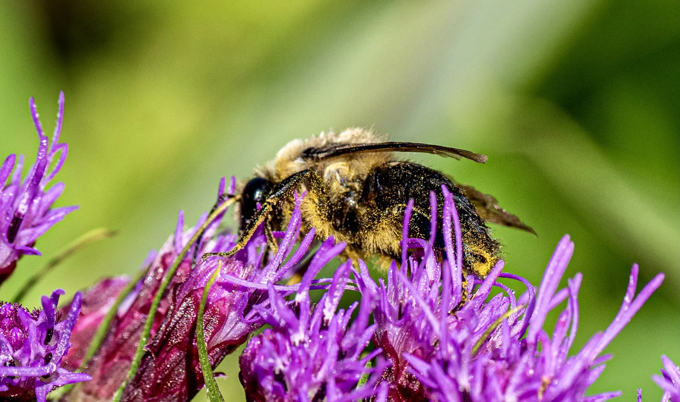 Bees Covered in Pollen (in colour)