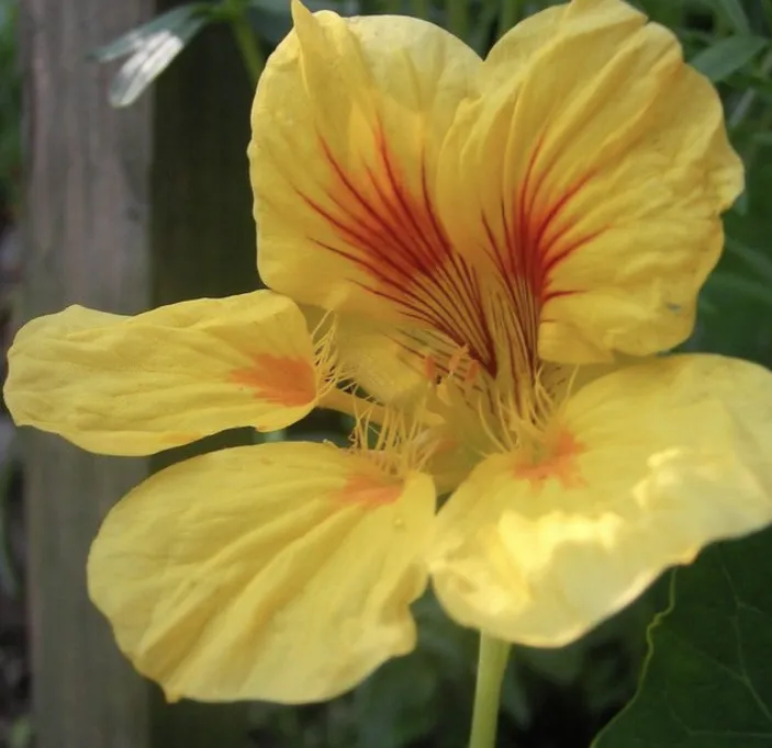 Nasturtiums in Bloom