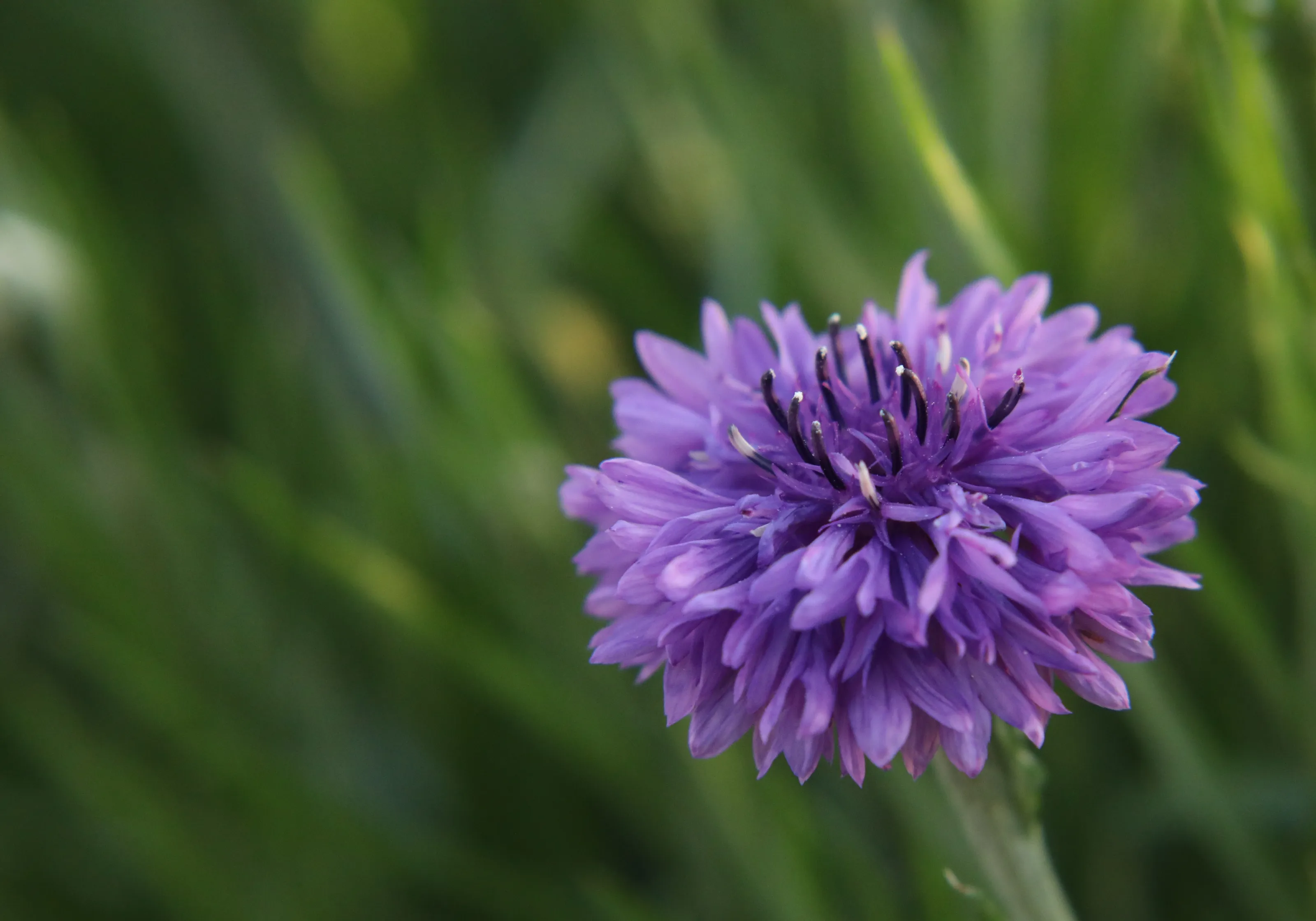 Purple Flowers