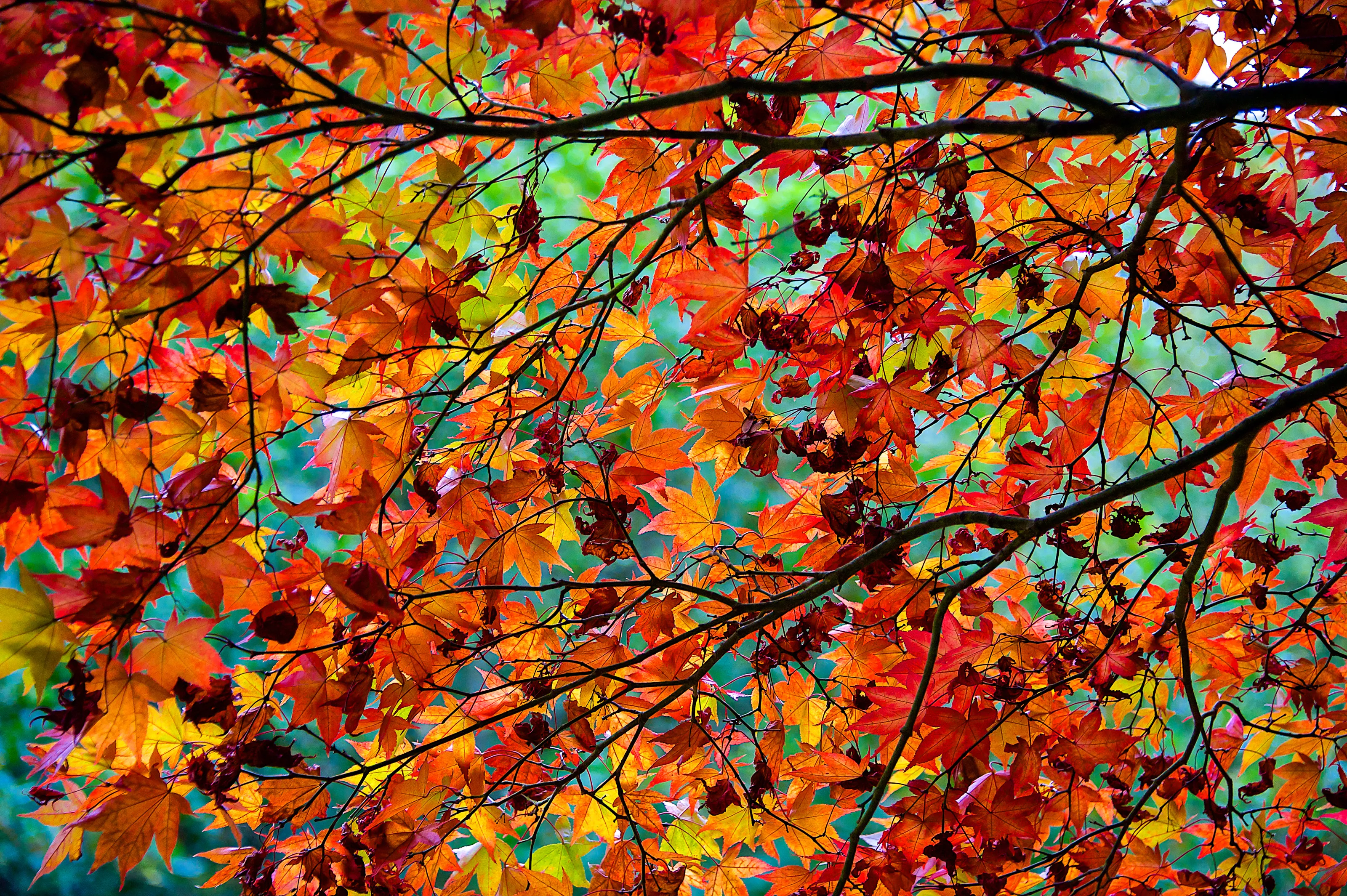 Autumn
