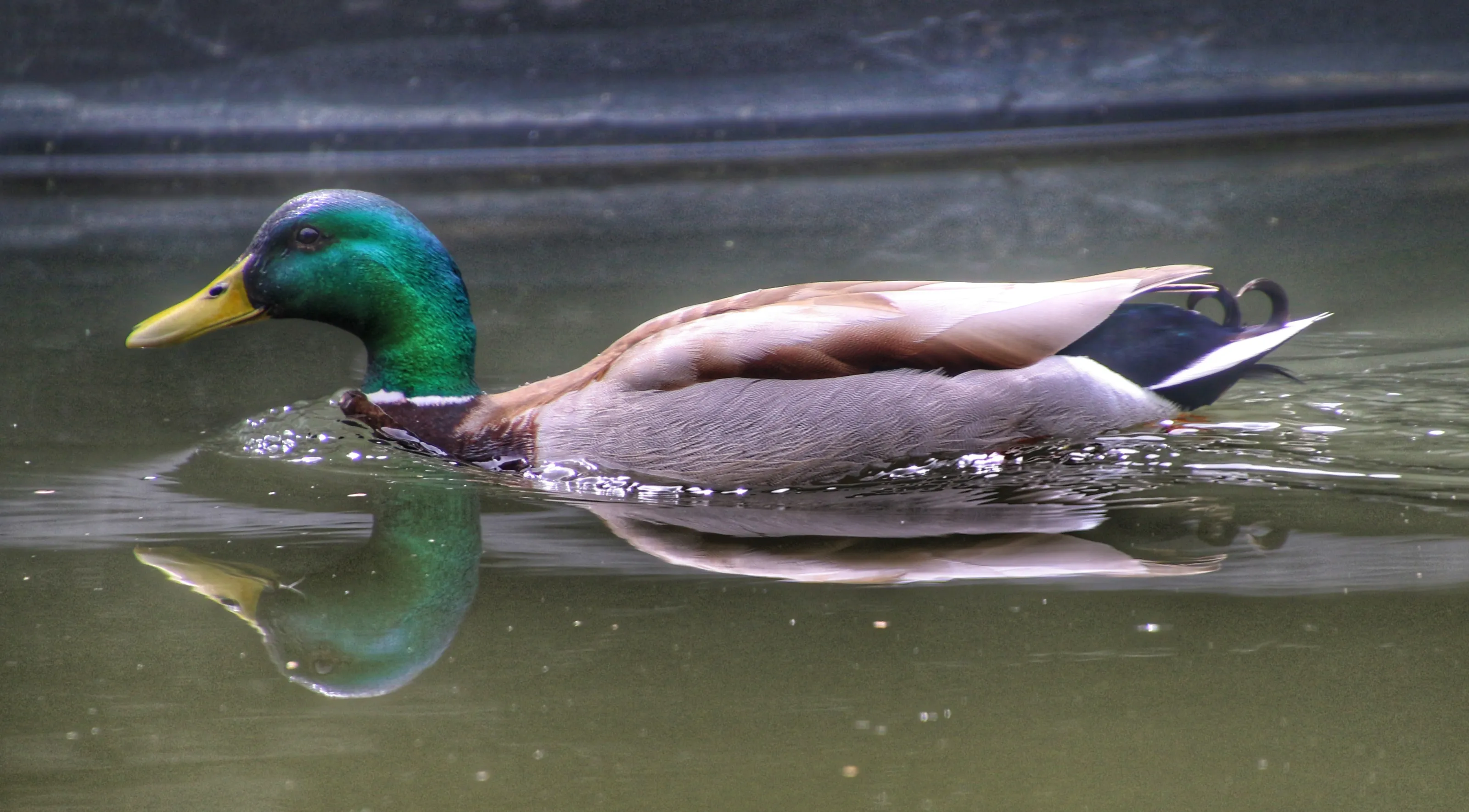 Ducks, Geese and Swans