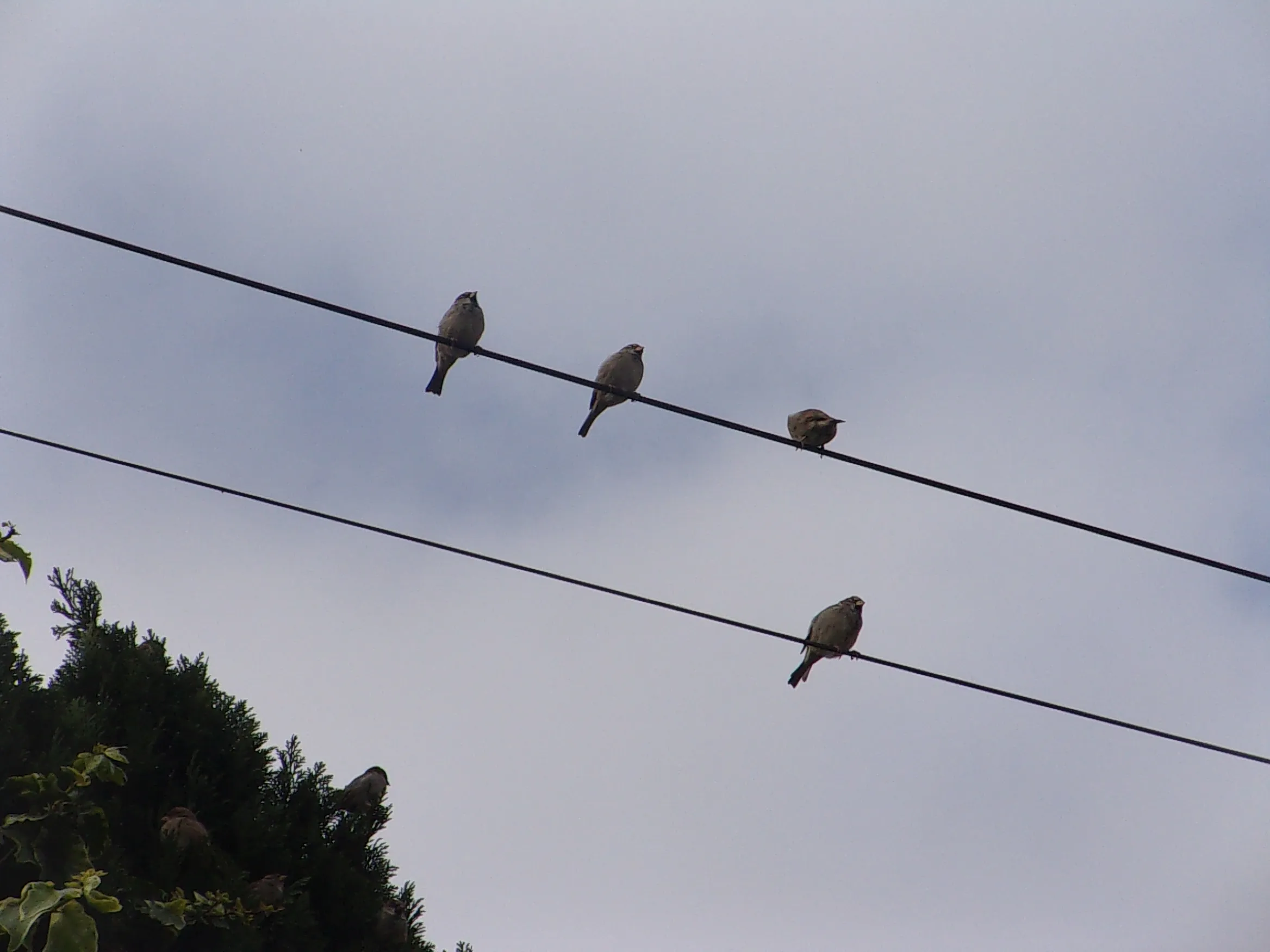Birds on Man-Made Objects