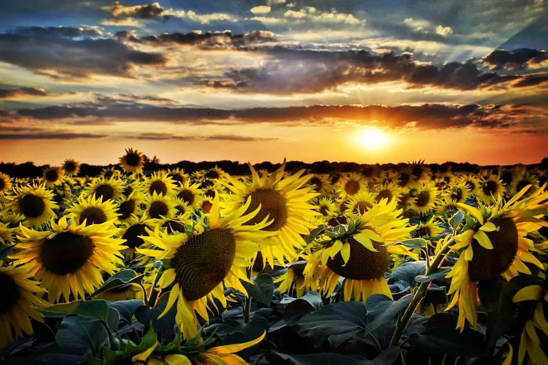 A Mass of Sunflowers