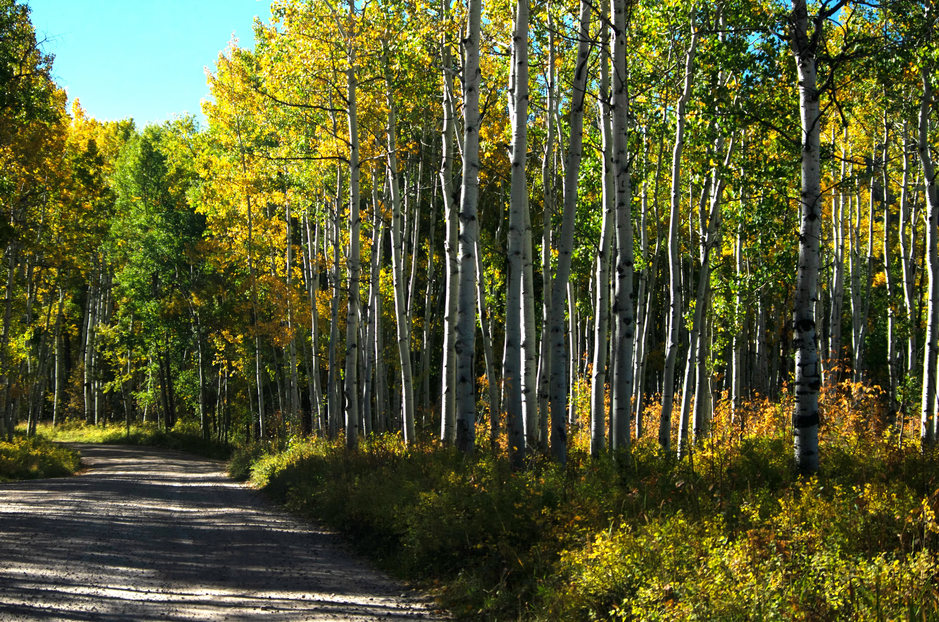 First Signs of Autumn