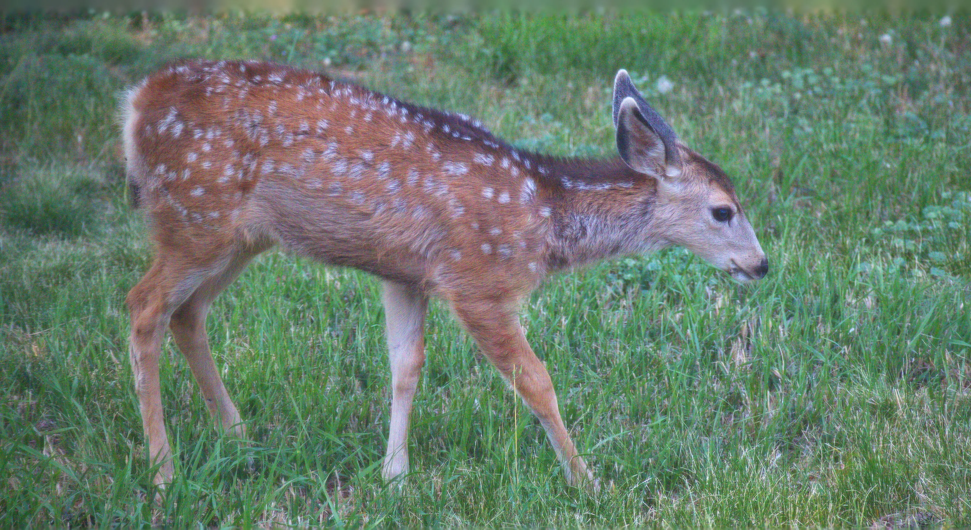 Spotted Fawns