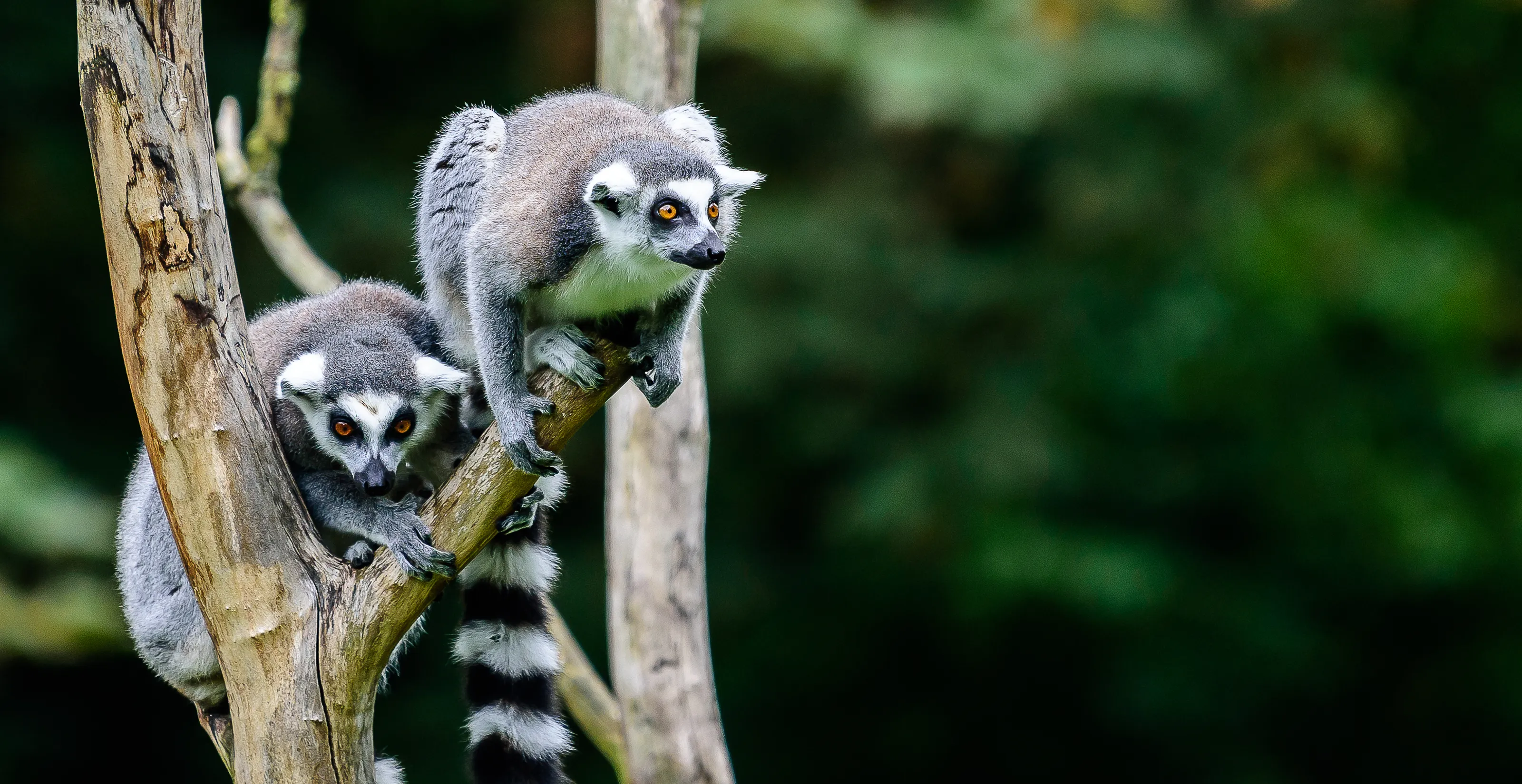 Lemurs