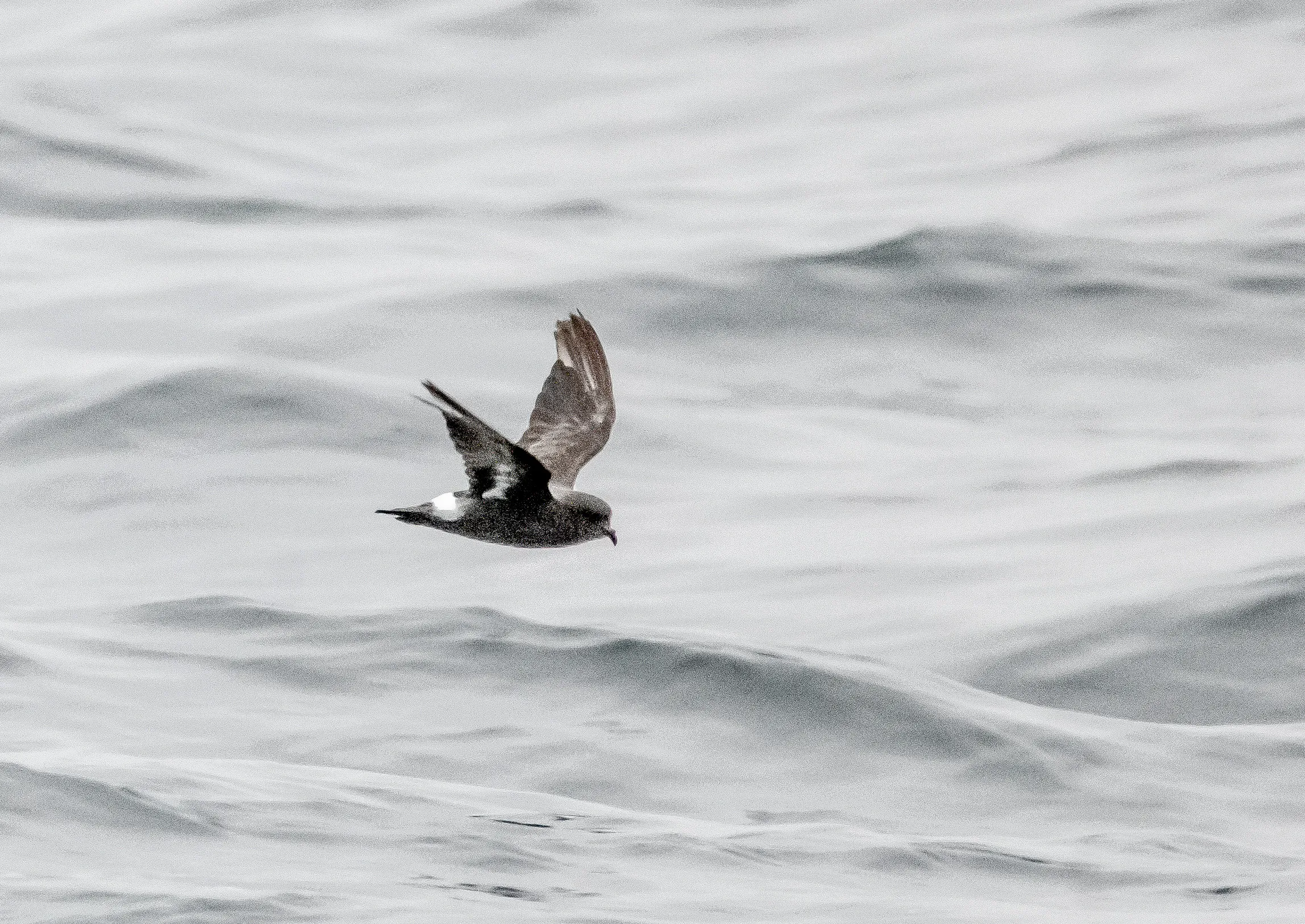 Ocean Birds at Sea