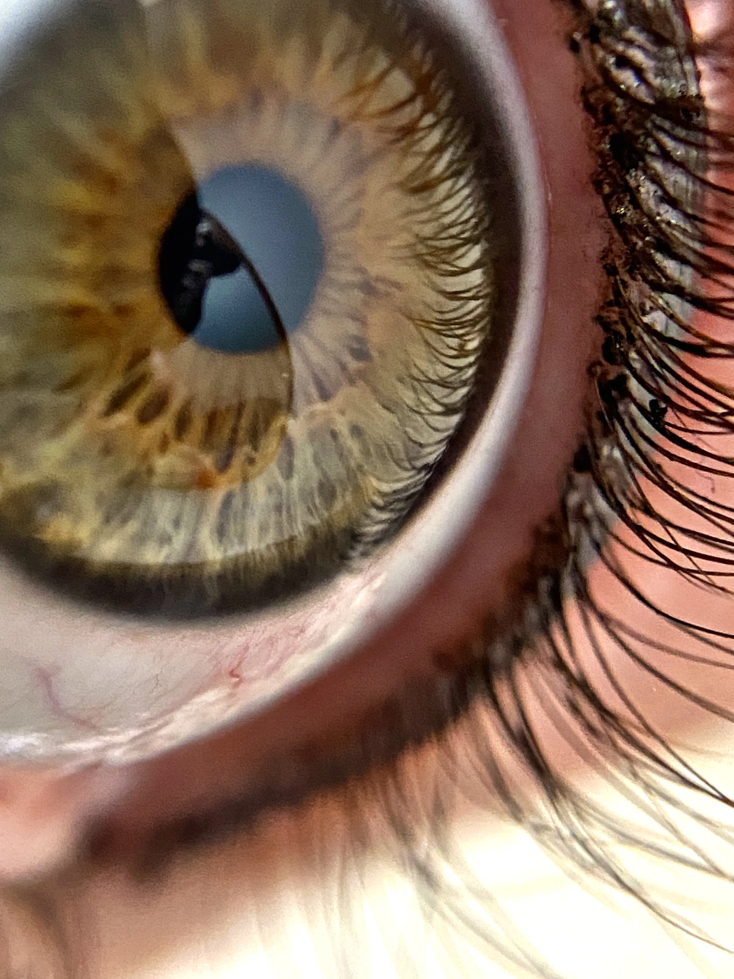 Eyes