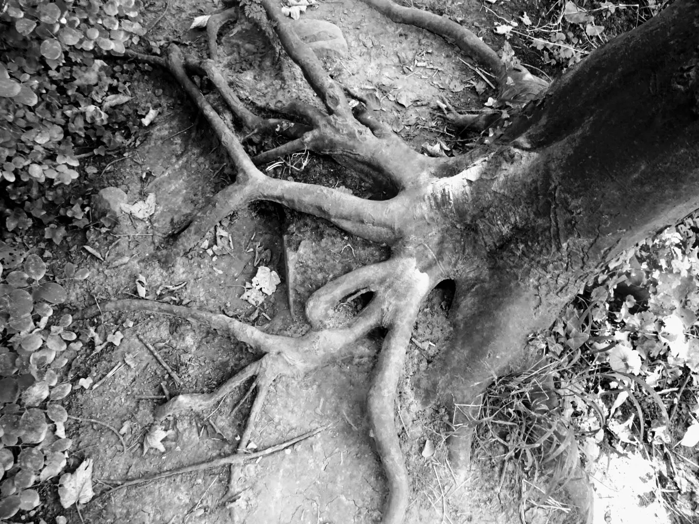 Tree Roots in Black and White