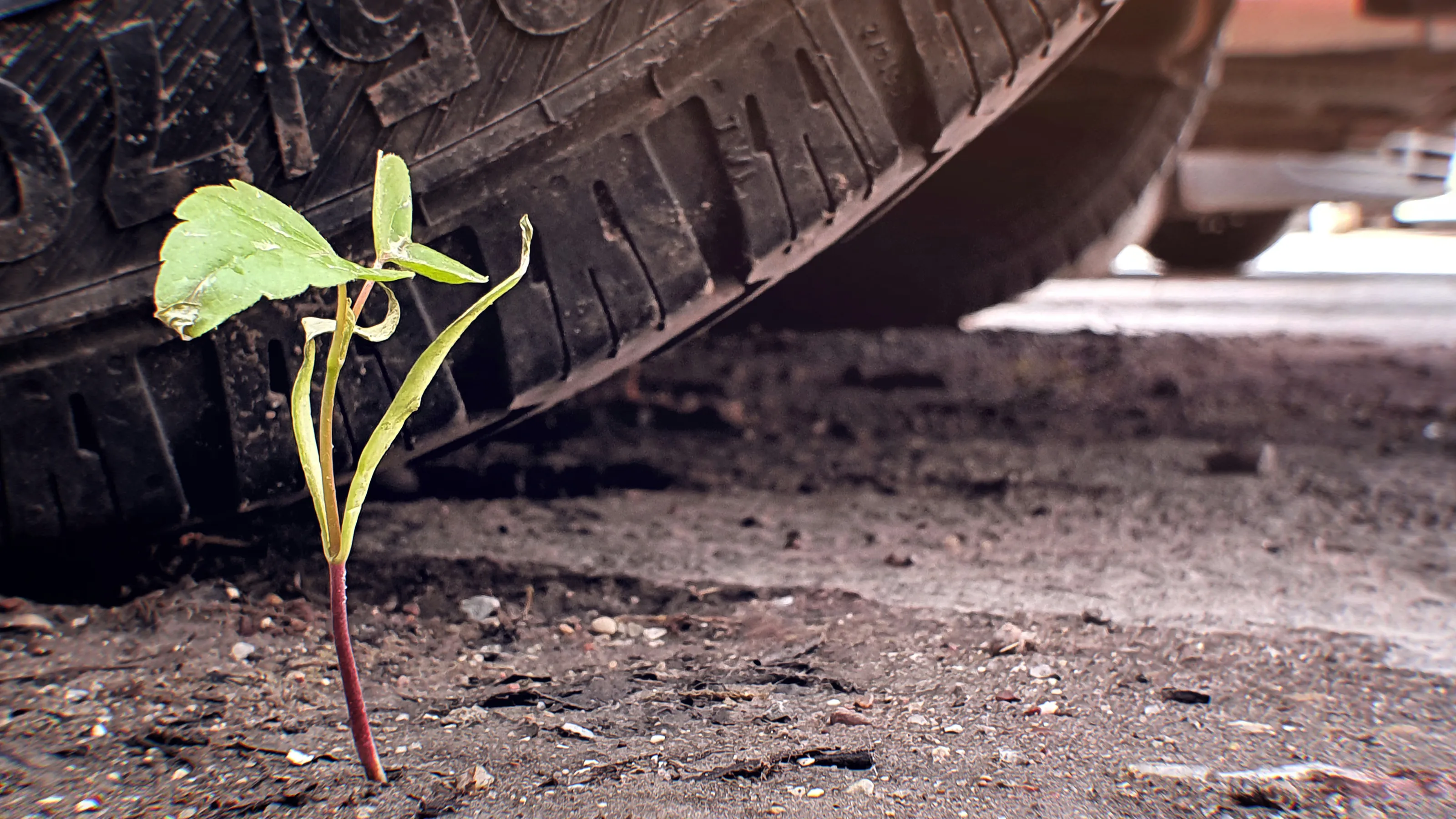 Plant Survival Against All Odds