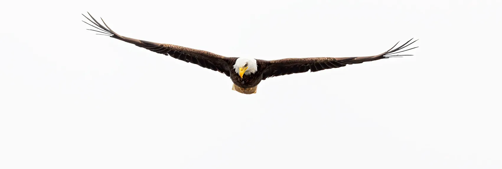 Raptors in Flight