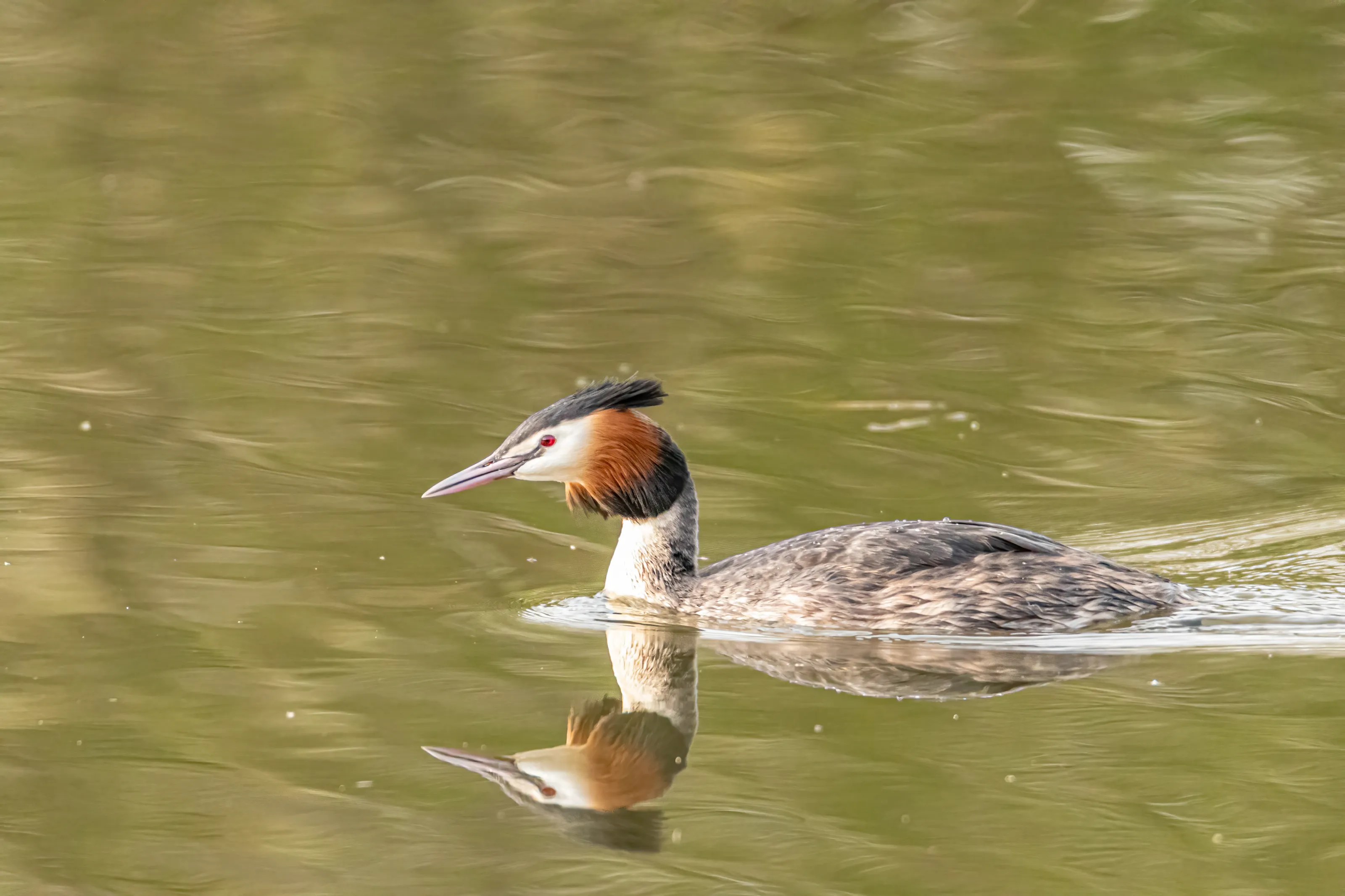 Birds in the Water