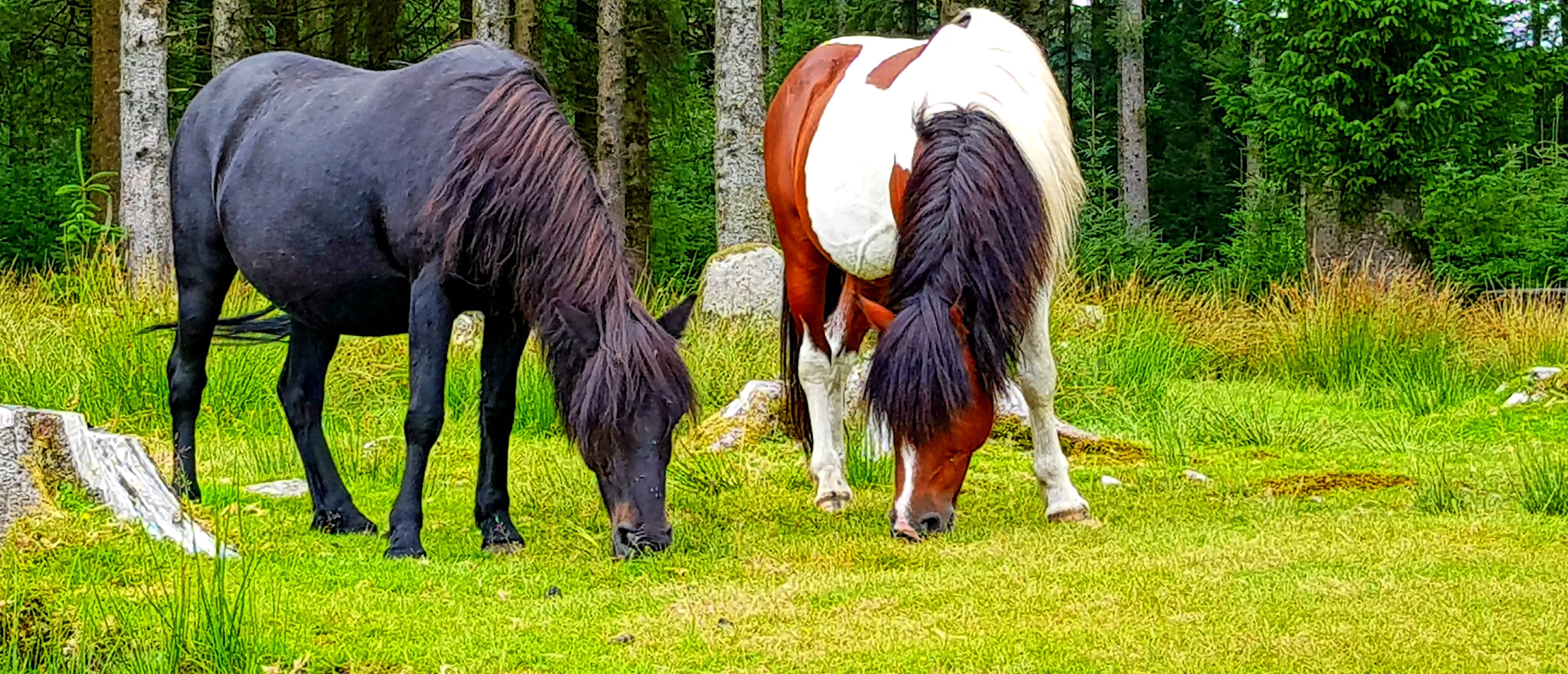 Horses and Ponies