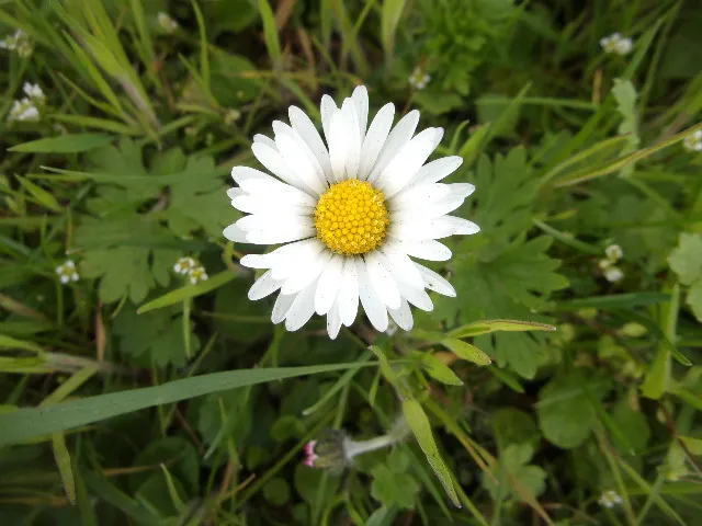 White Flowers in Colour