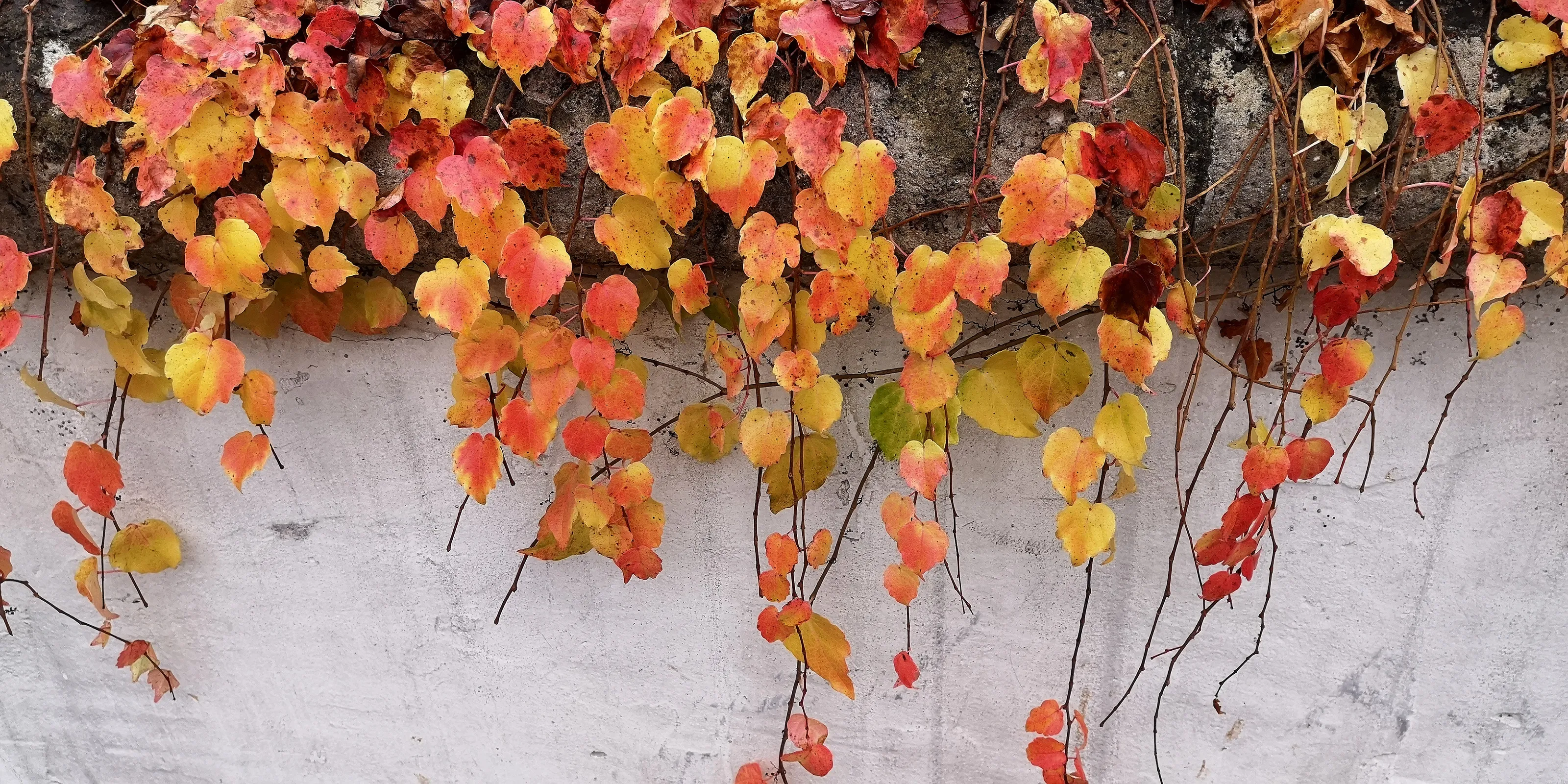 Autumn Leaves in Colour