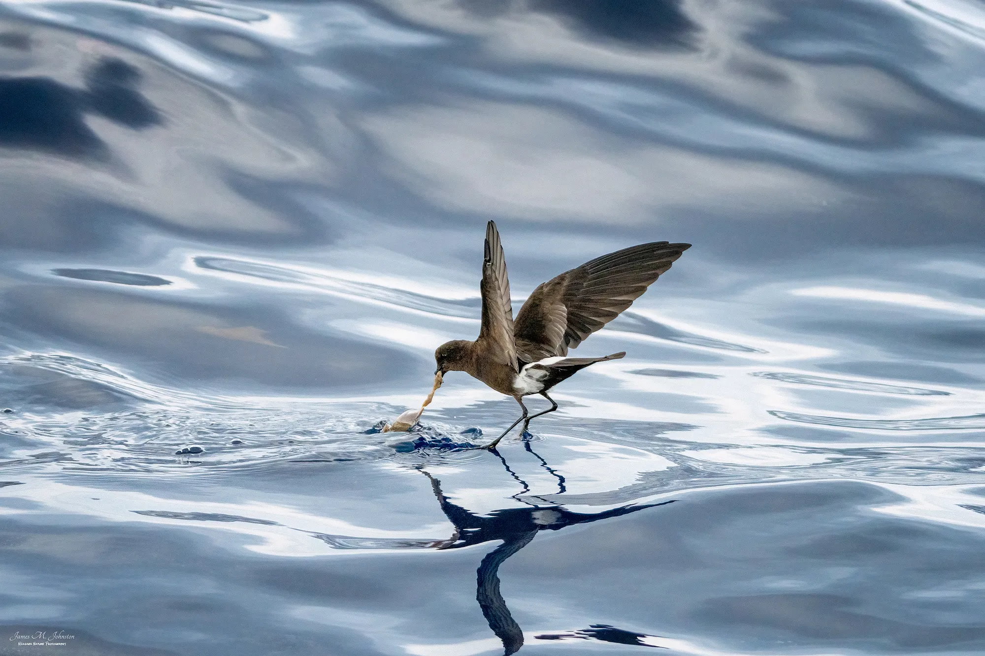 Pelagic Birds (birds living in open sea)