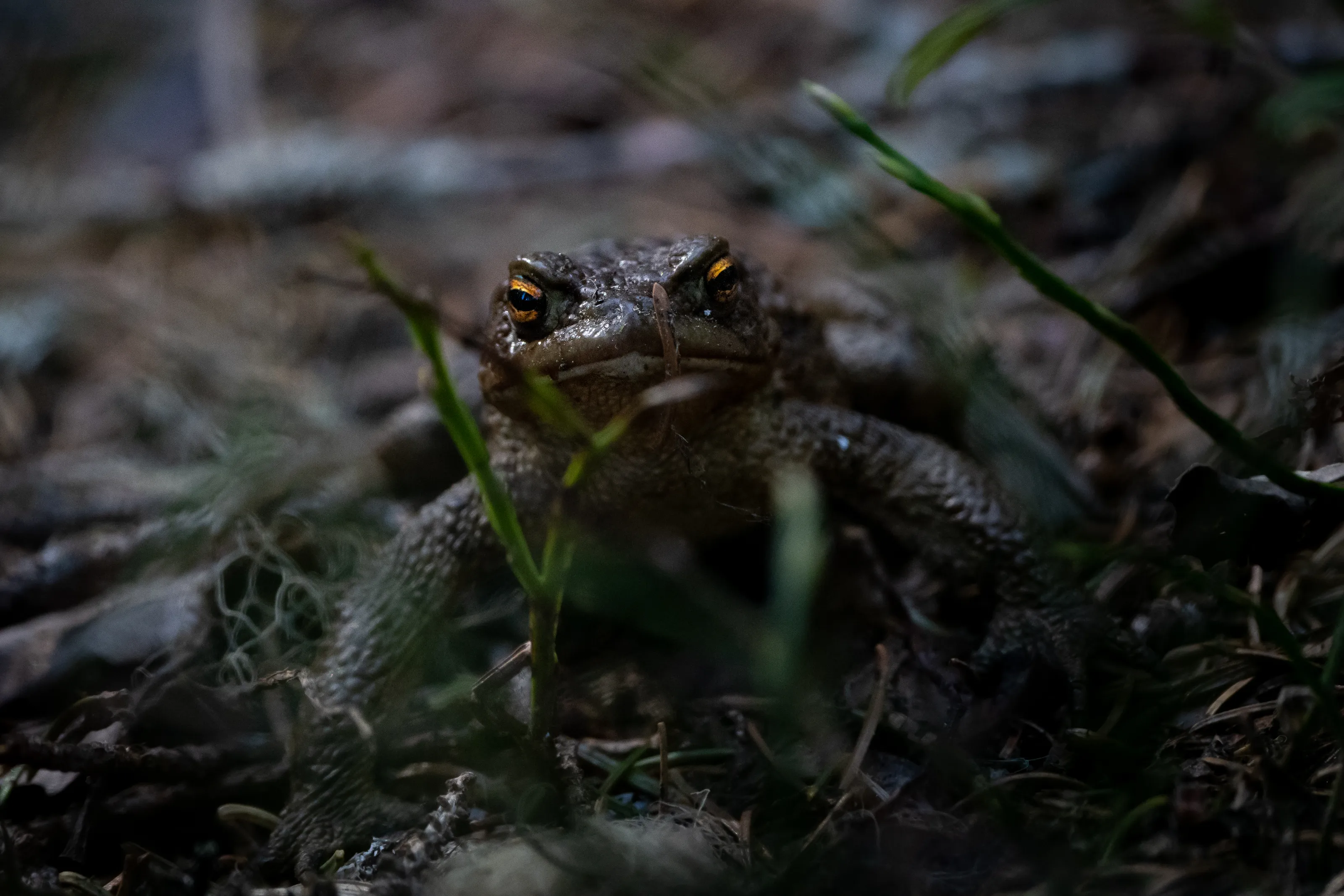 Amphibians
