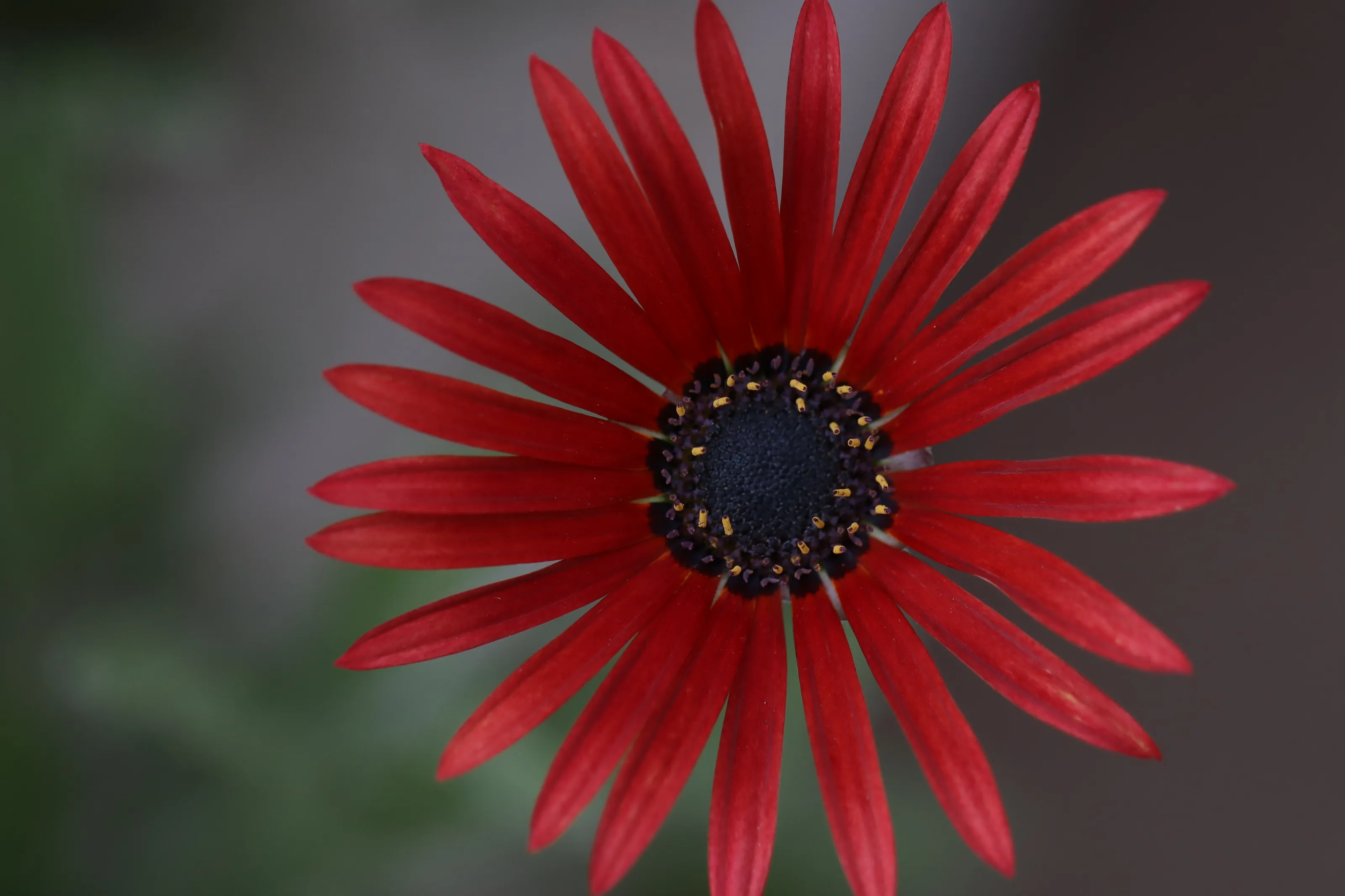 Red Flowers