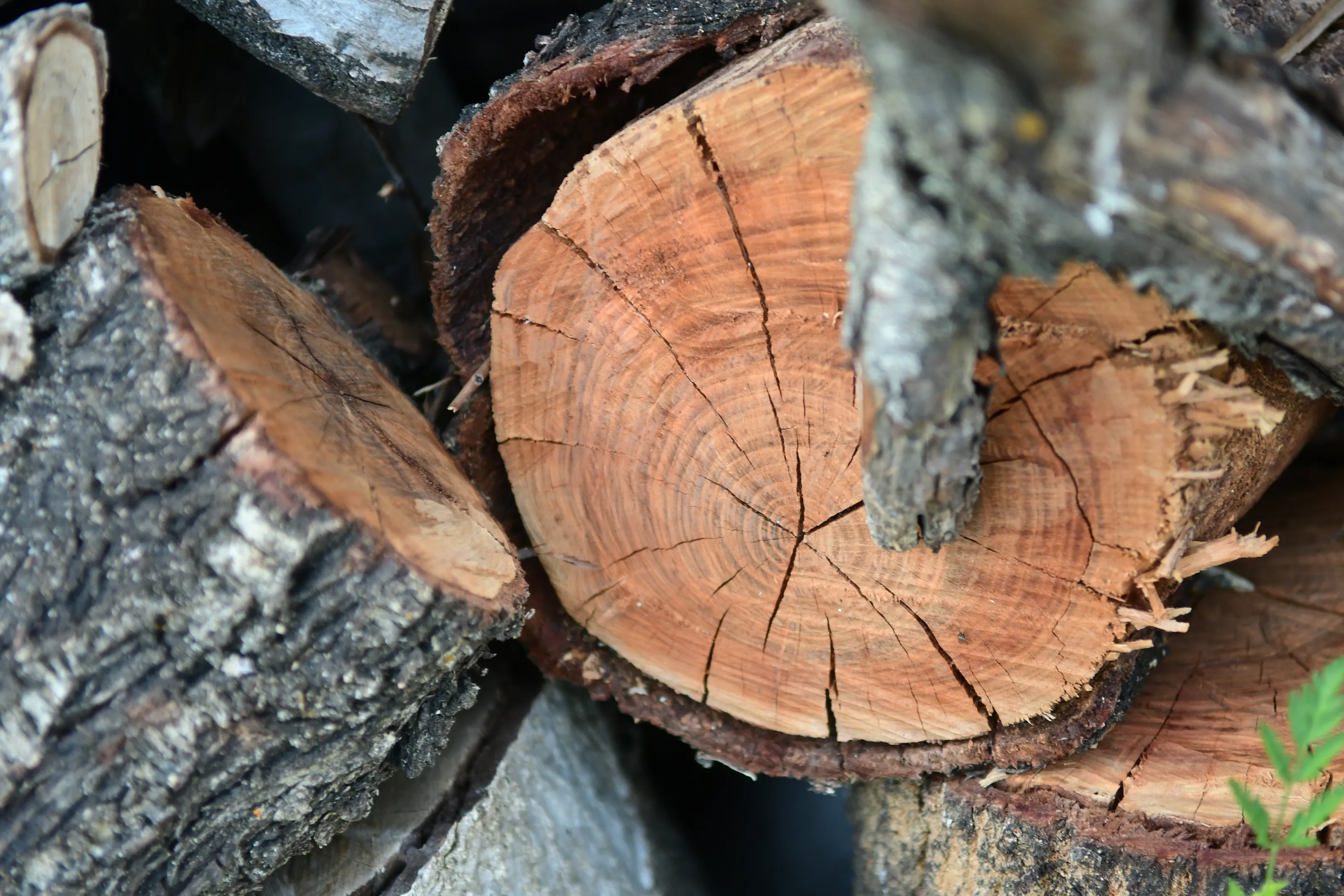 Pieces of Cut or Split Wood from a Tree