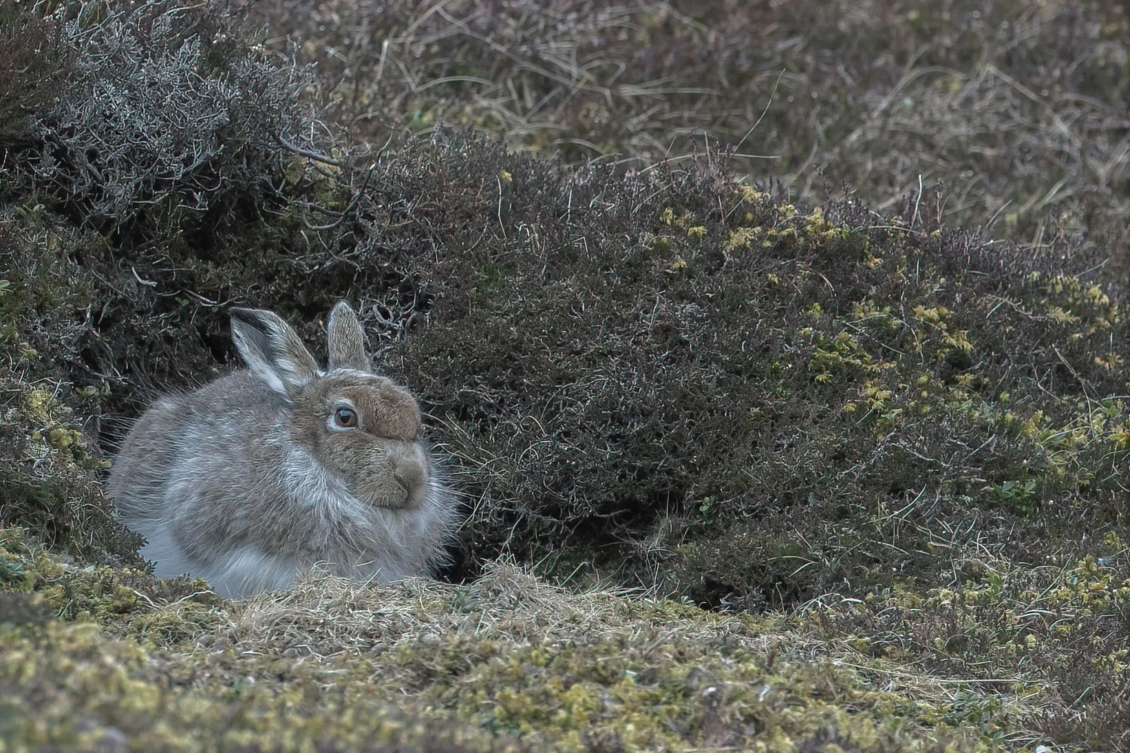 Iconic Scottish Wildlife