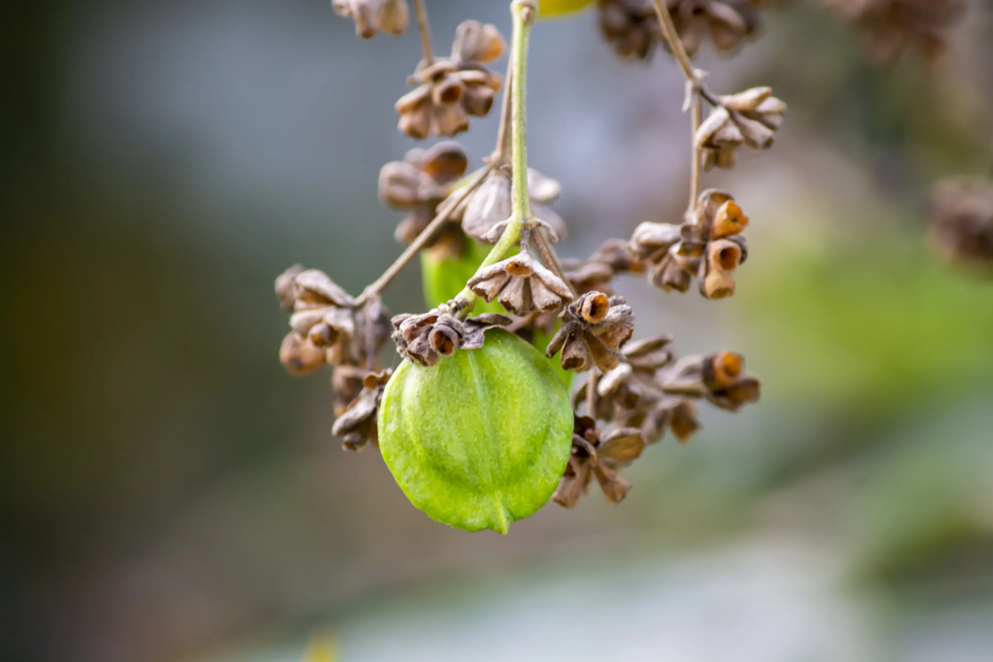 Seeds of Flowering Plants (in colour)