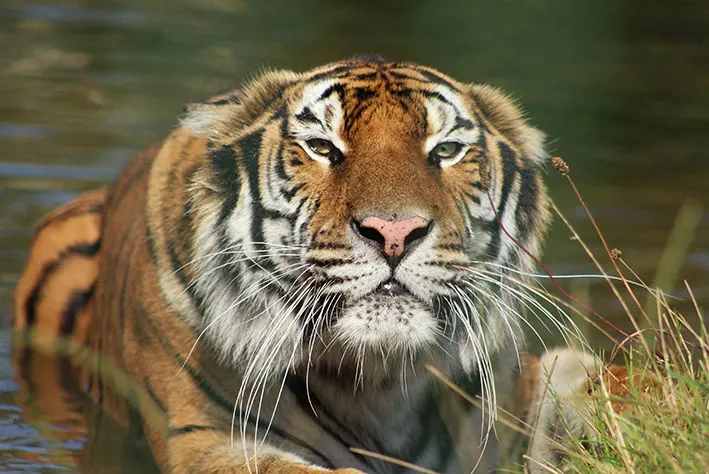 Tigers in Colour