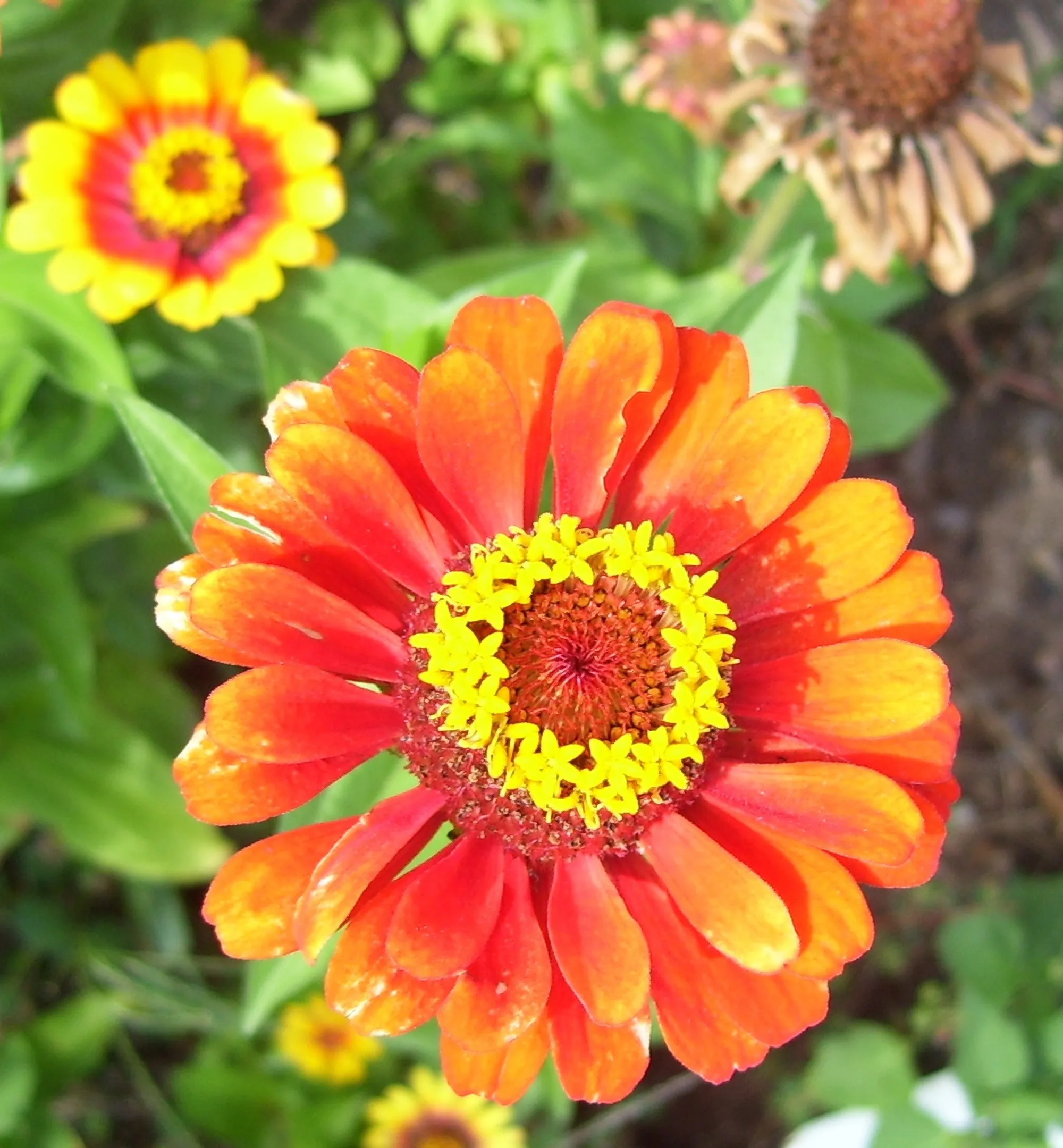 Orange-Coloured Flowers