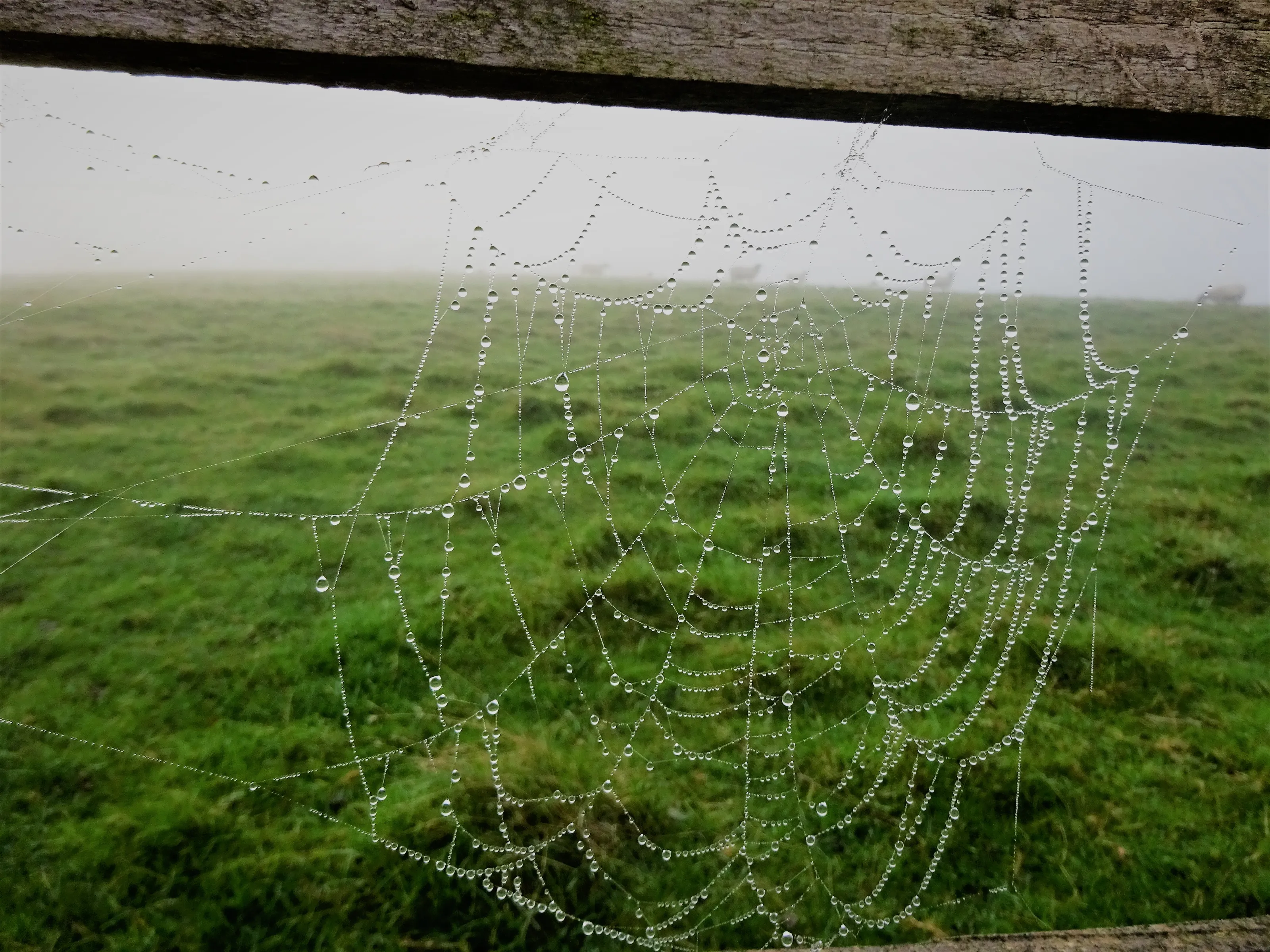 Things Exposed or Made Visible by the Weather