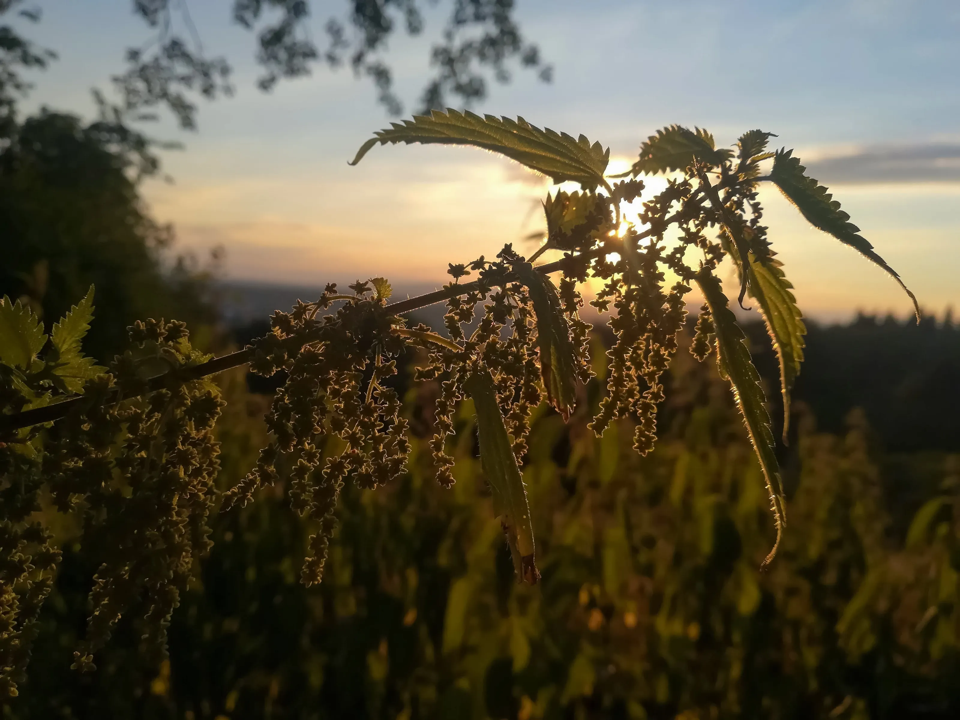 Plants of the Nettle Family