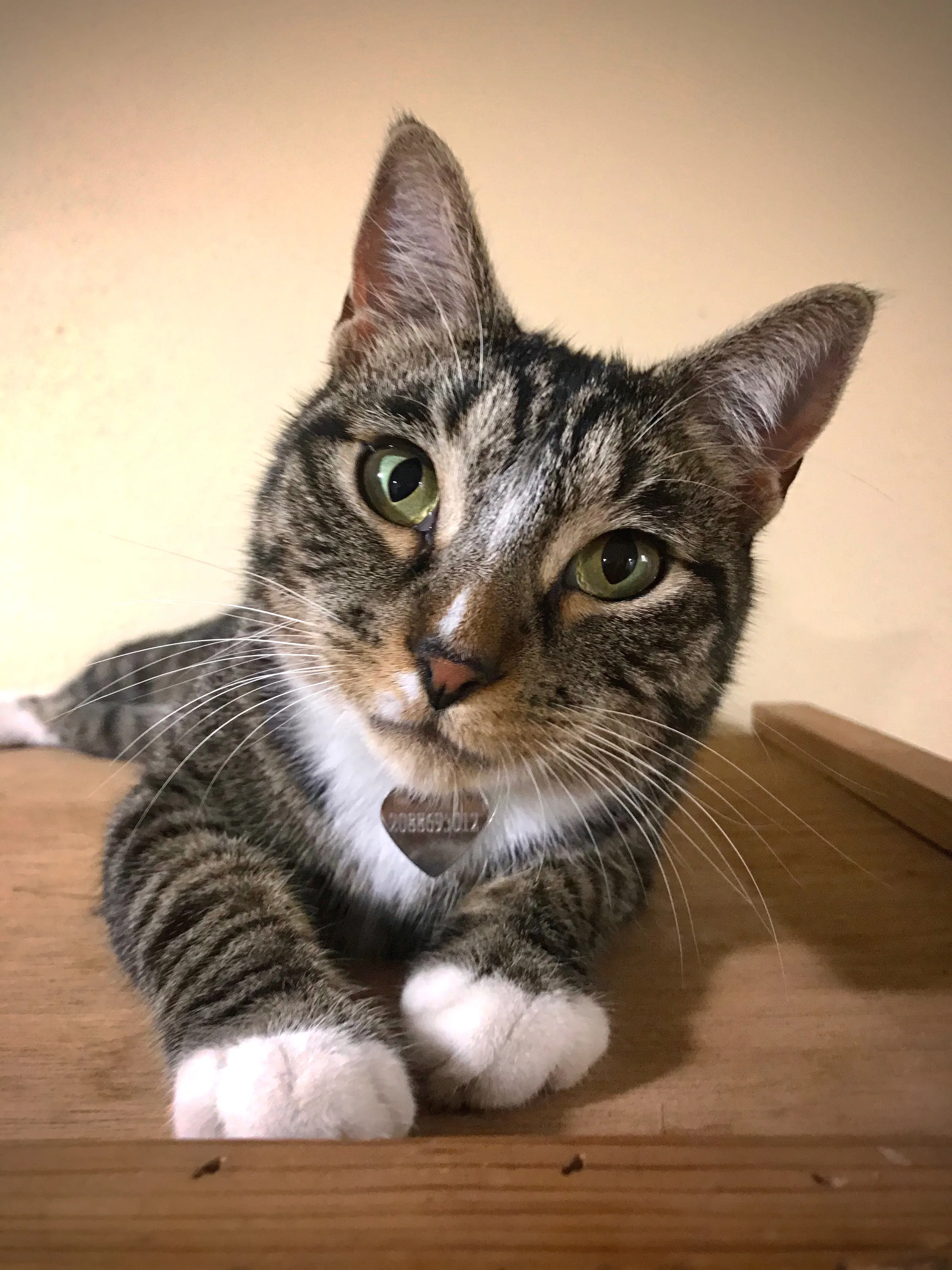 The Eyes of Pet Animals