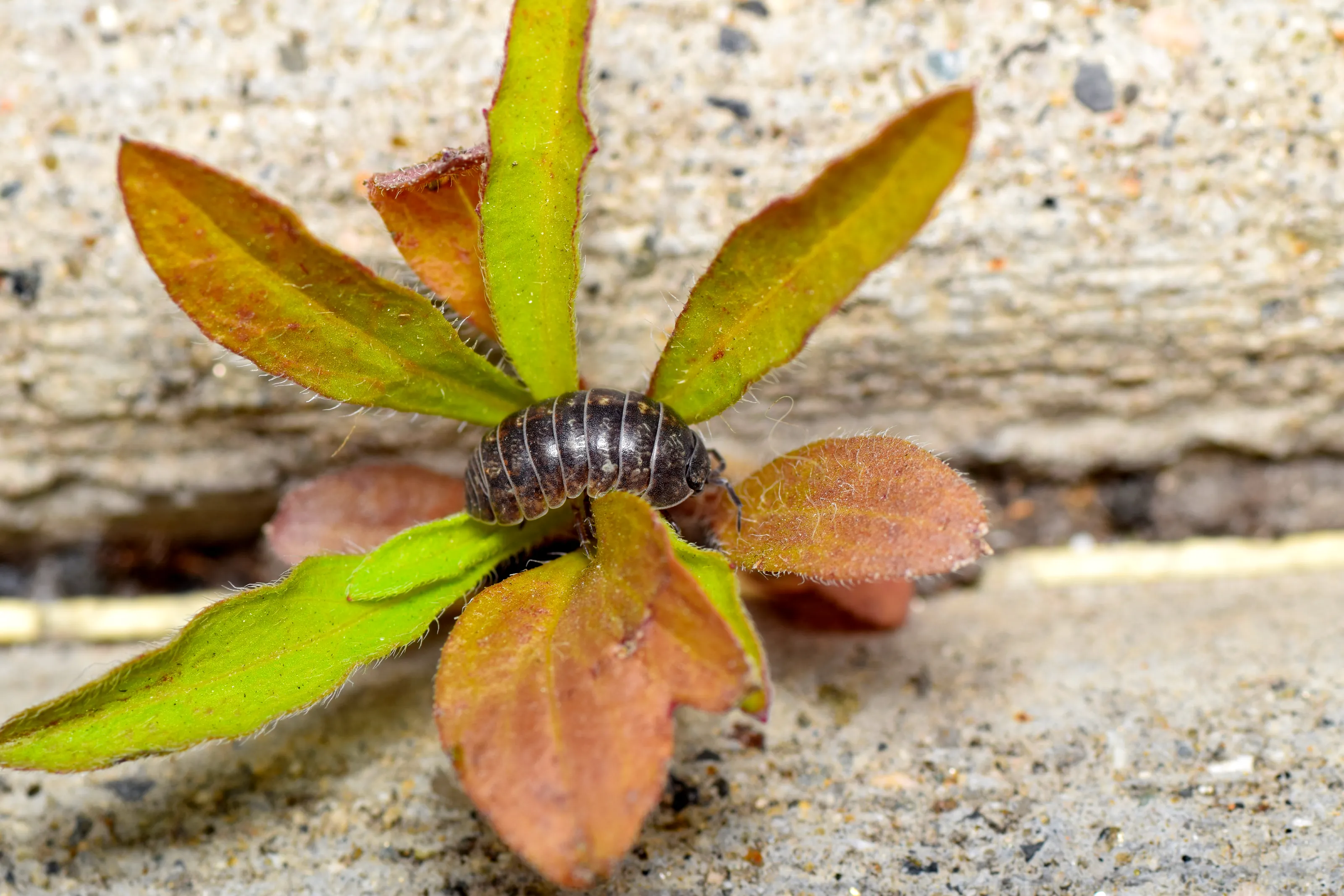 Woodlice and Other Isopods