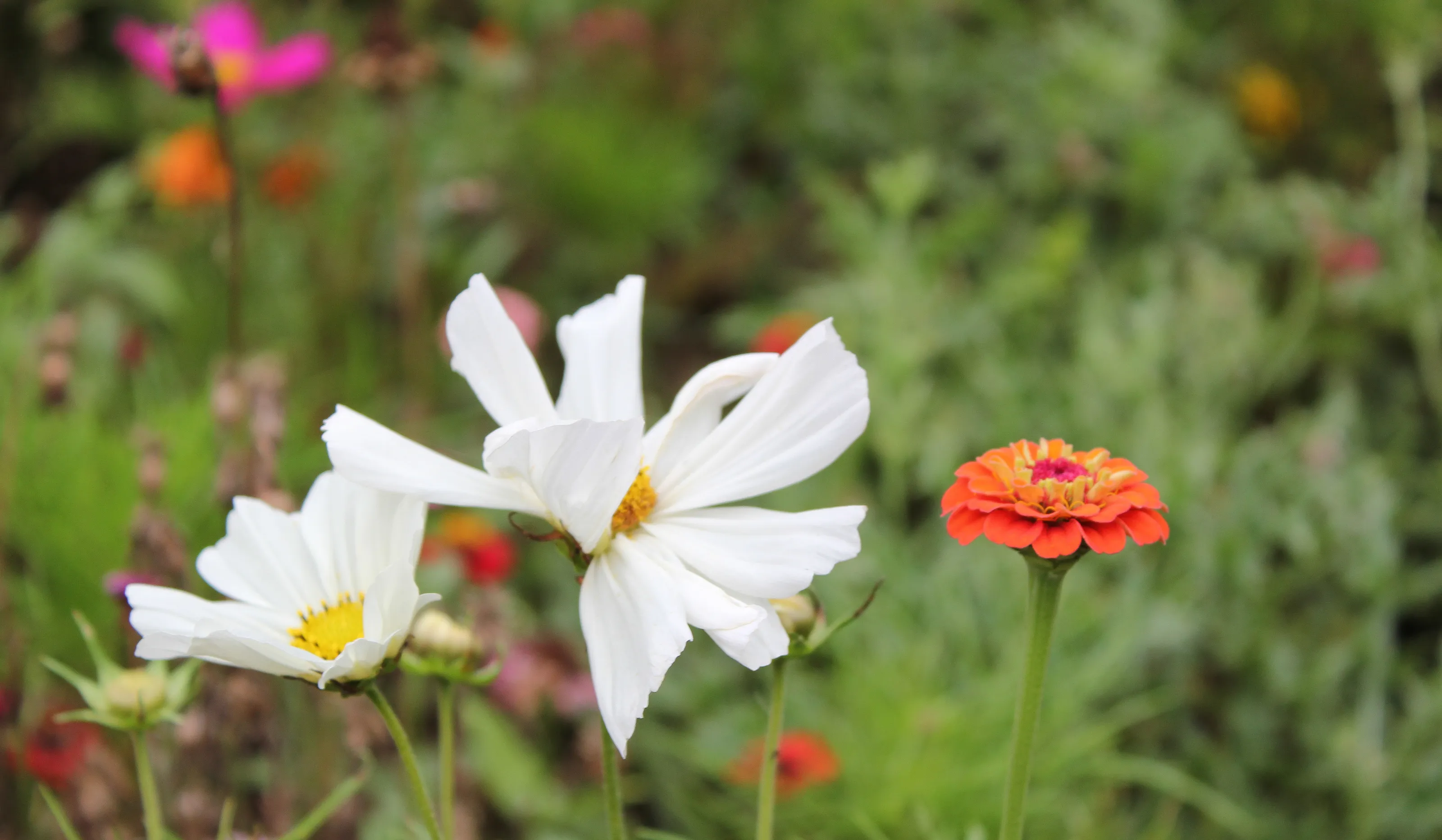 Flowers Growing Outside (in colour)