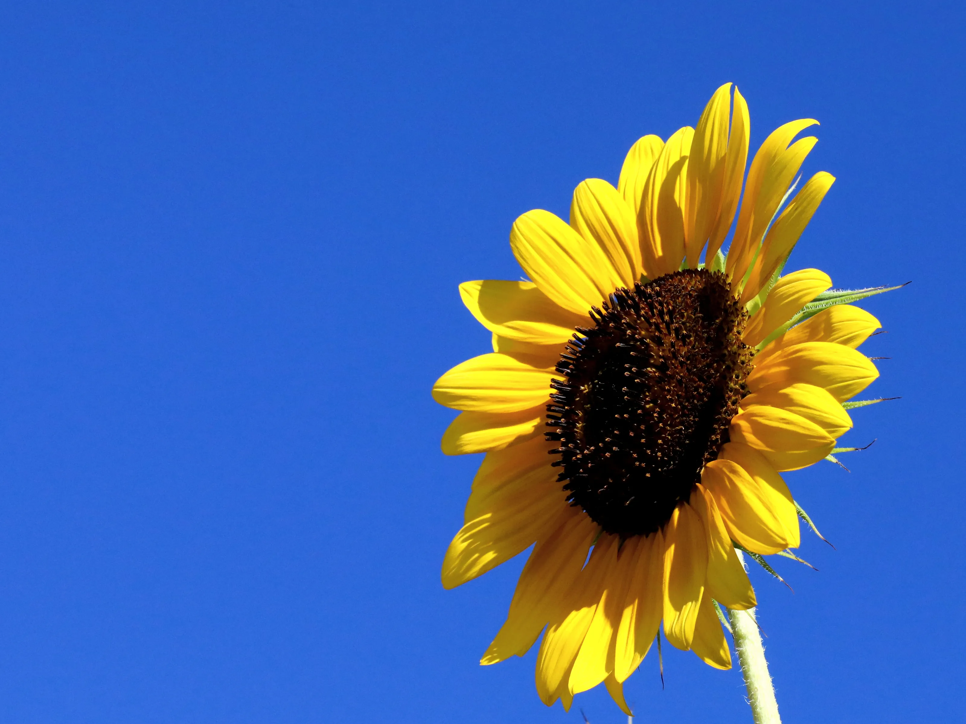 Blue and Yellow