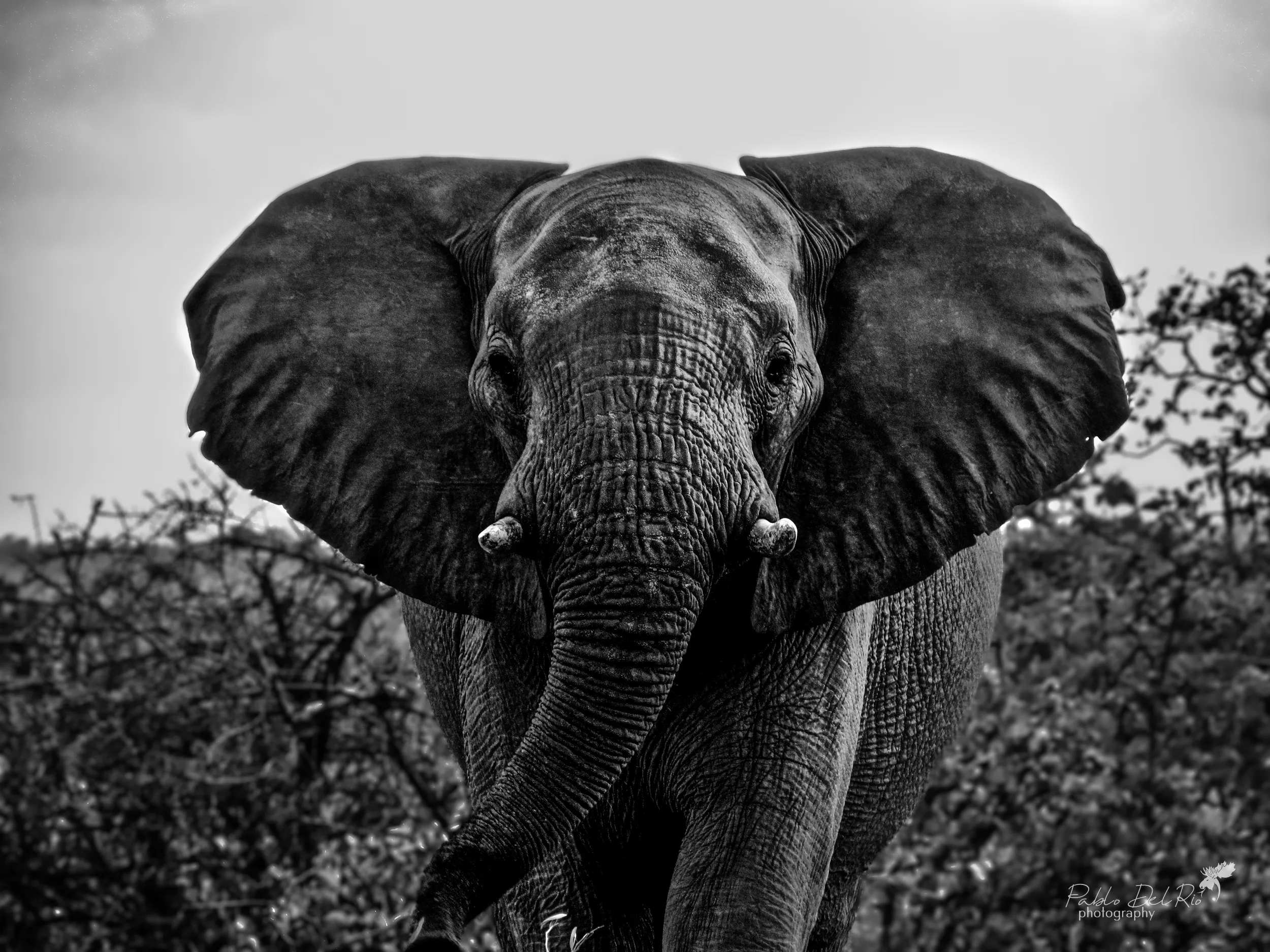 African Animals in the Wild